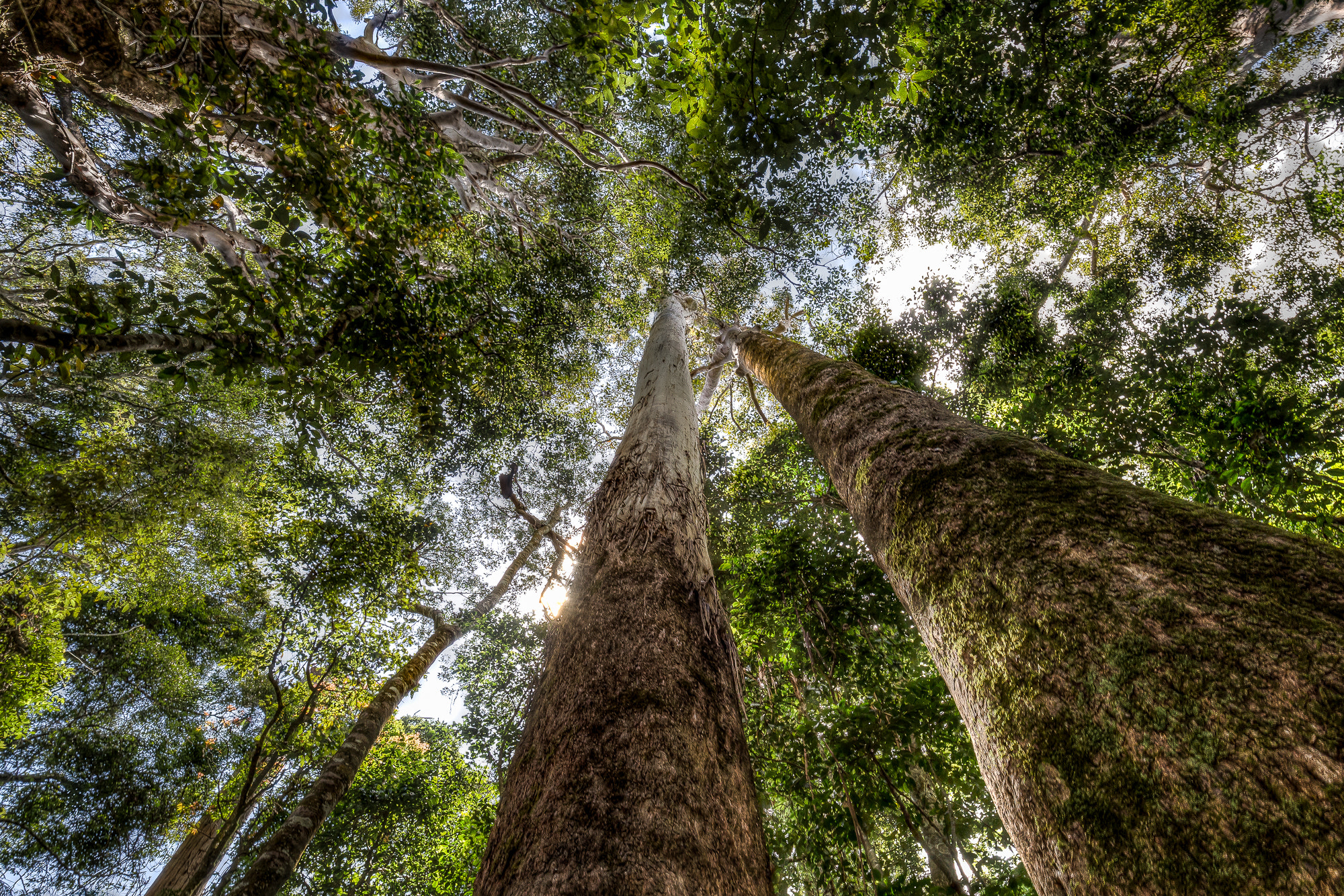 Canon EOS 6D + Canon EF 16-35mm F4L IS USM sample photo. Look up curtis photography