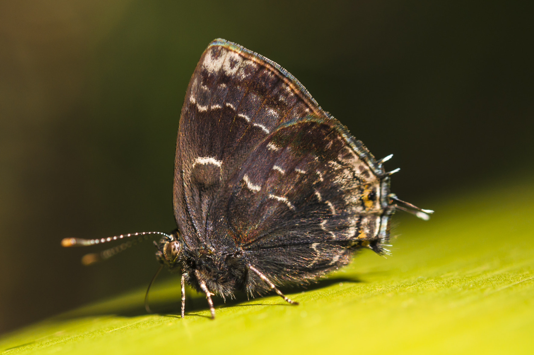 Nikon AF-S Micro-Nikkor 60mm F2.8G ED sample photo. Butterfly photography