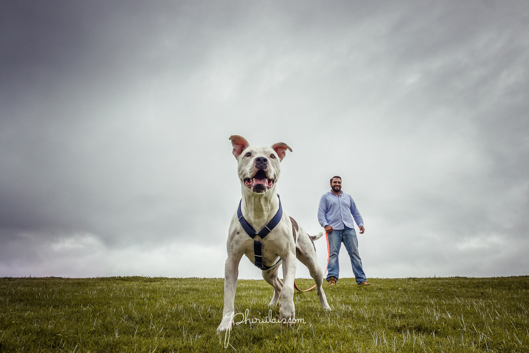 Canon EOS 600D (Rebel EOS T3i / EOS Kiss X5) + Sigma 8-16mm F4.5-5.6 DC HSM sample photo. Booster by phirulais foto canina photography