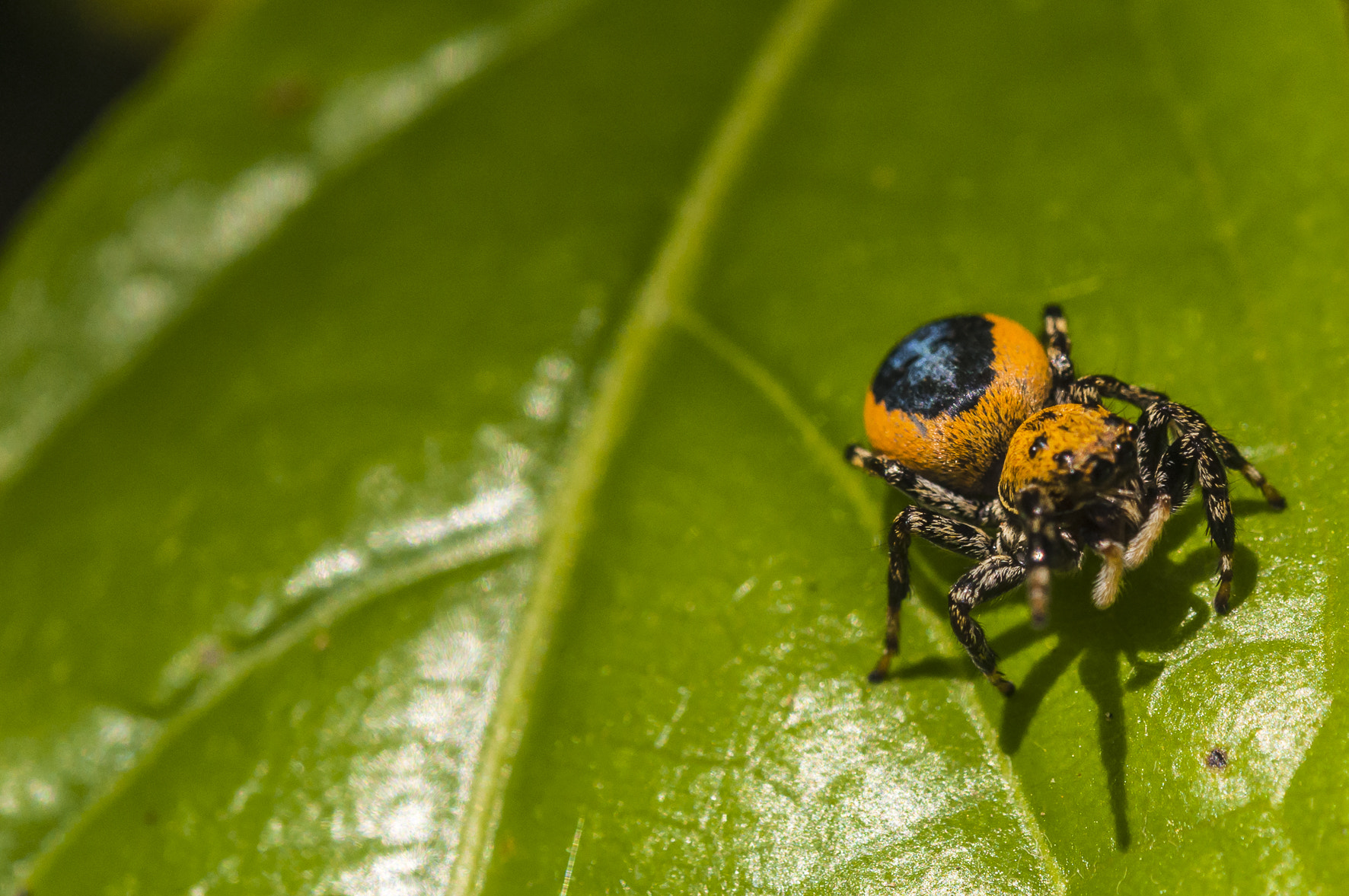 Nikon AF-S Micro-Nikkor 60mm F2.8G ED sample photo. Spider photography