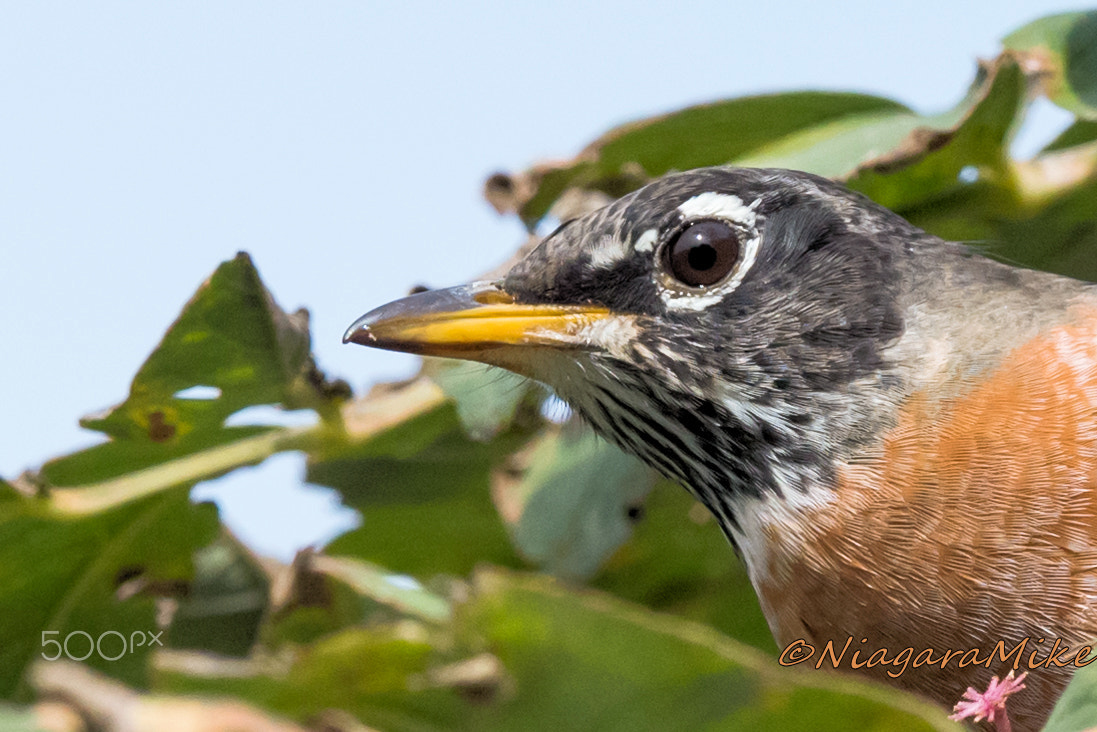 Nikon AF-S Nikkor 400mm F2.8E FL ED VR sample photo. Robin up close and personal photography