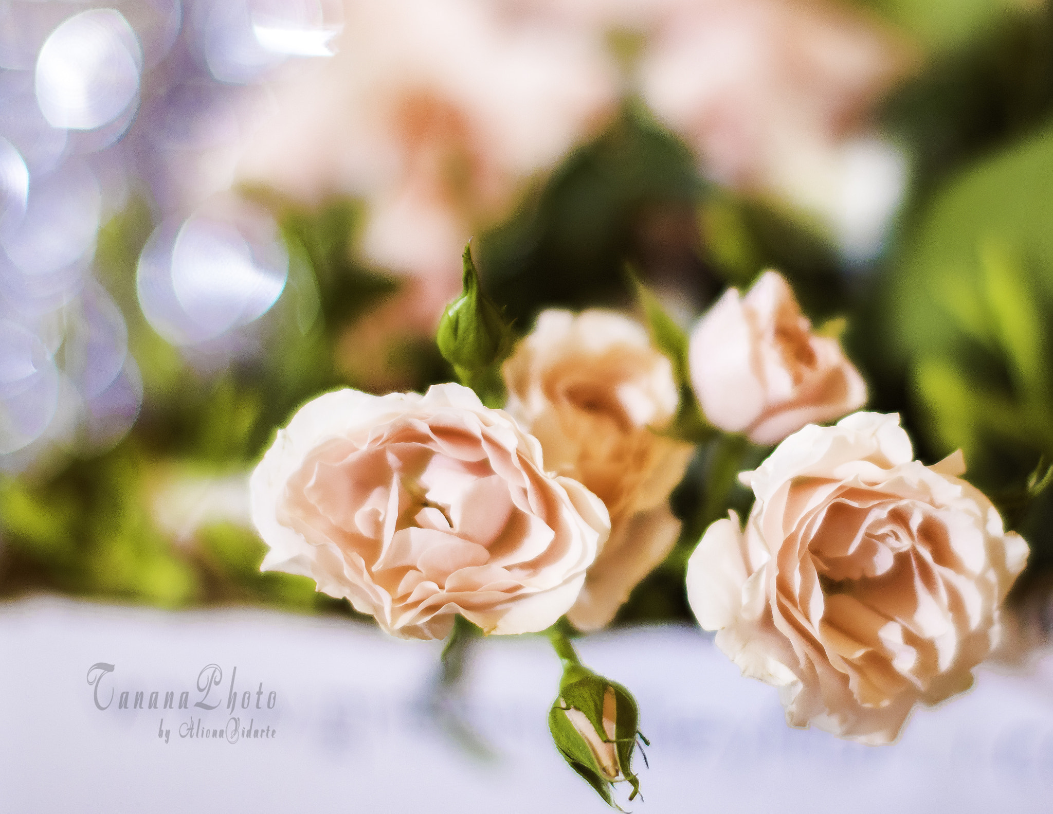 Canon EF 50mm F1.2L USM sample photo. Flowers photography
