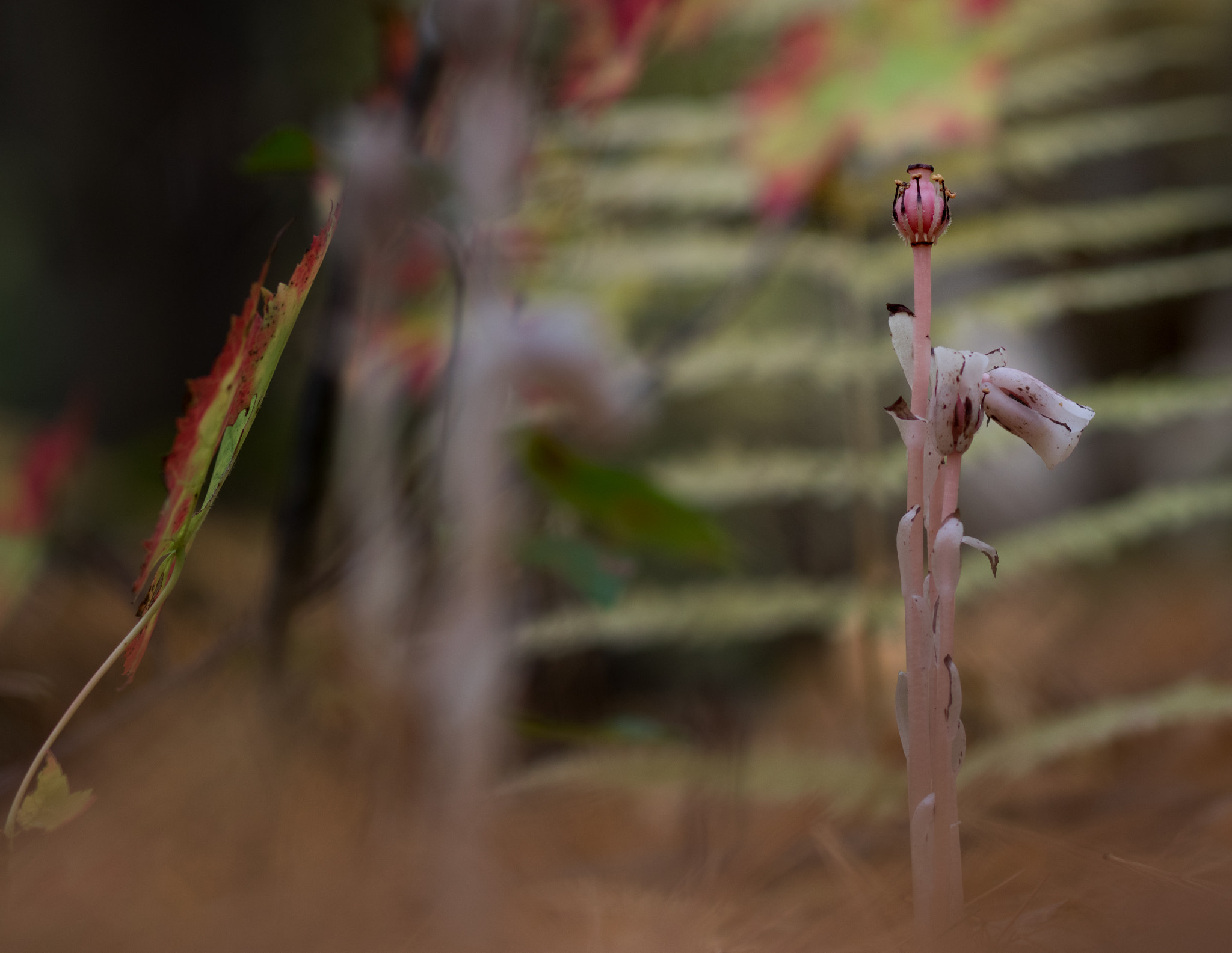 Canon EOS 760D (EOS Rebel T6s / EOS 8000D) sample photo. Indianpipe photography