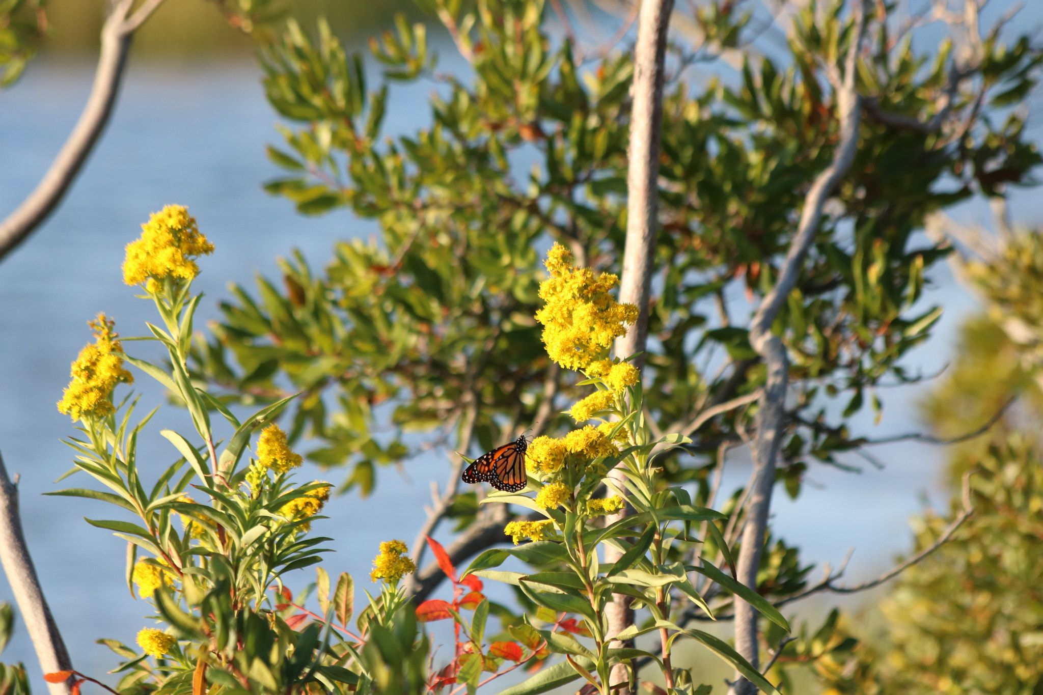 Canon EF 70-300mm F4-5.6 IS USM sample photo. Img photography