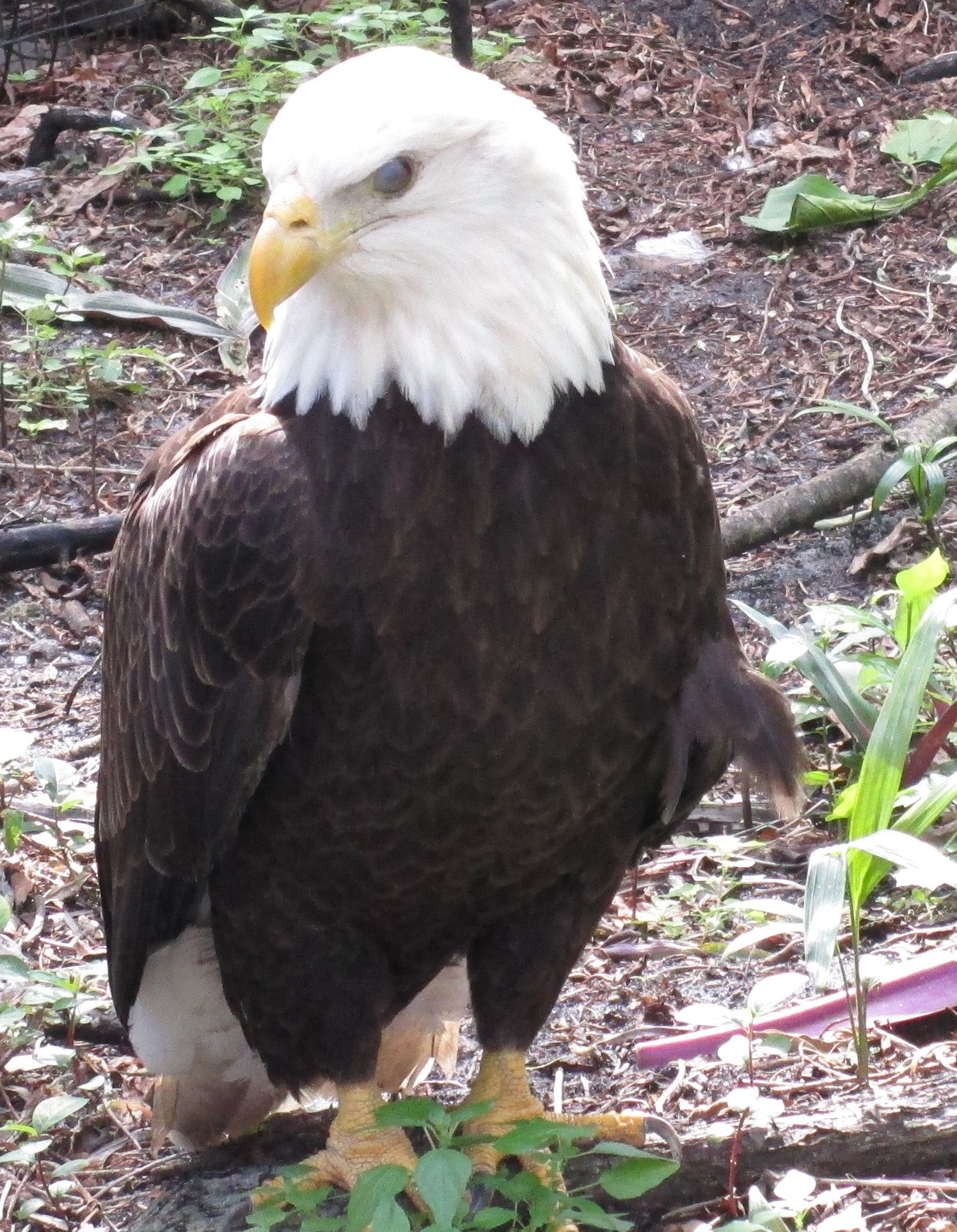 Canon PowerShot ELPH 150 IS (IXUS 155 / IXY 140) sample photo. Bald eagle on ground img photography