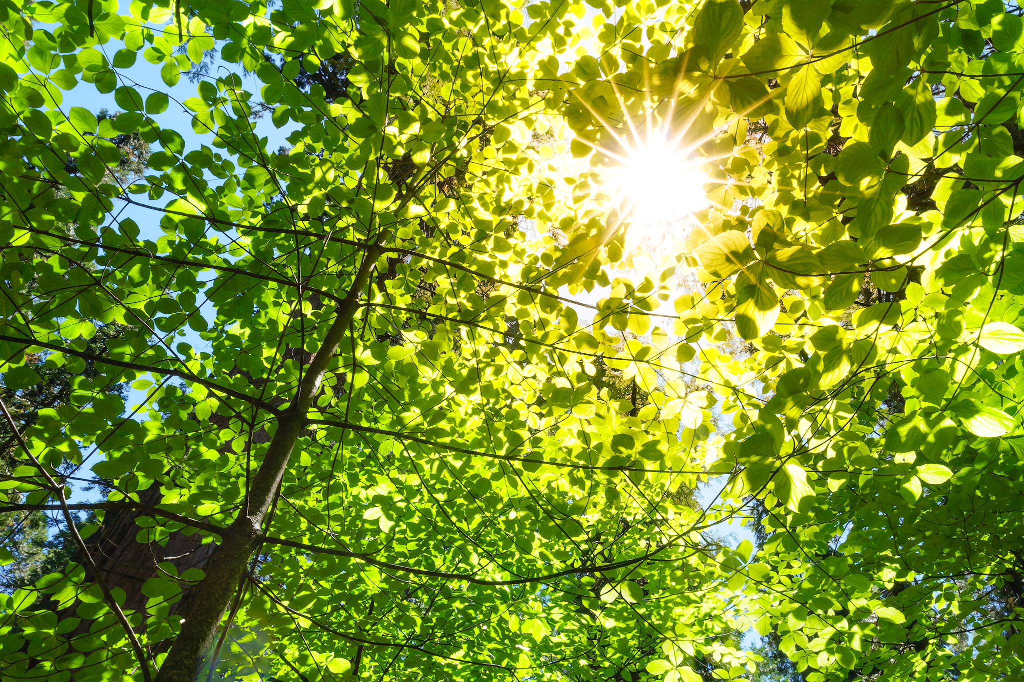 Canon EOS 40D + Canon EF 16-35mm F4L IS USM sample photo. Sunlight through the dogwoods | big trees sp, ca photography