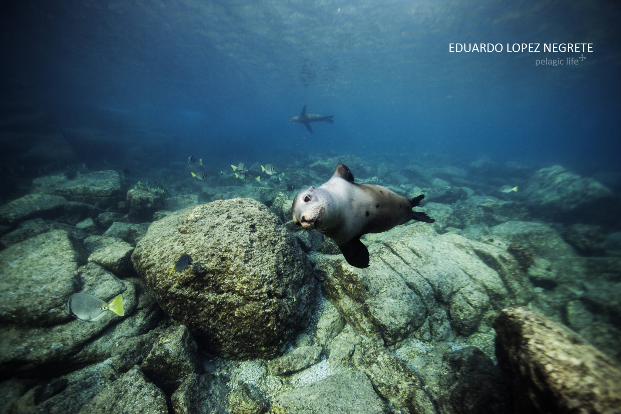 Canon EF 14mm F2.8L II USM sample photo. Lobo fly by photography