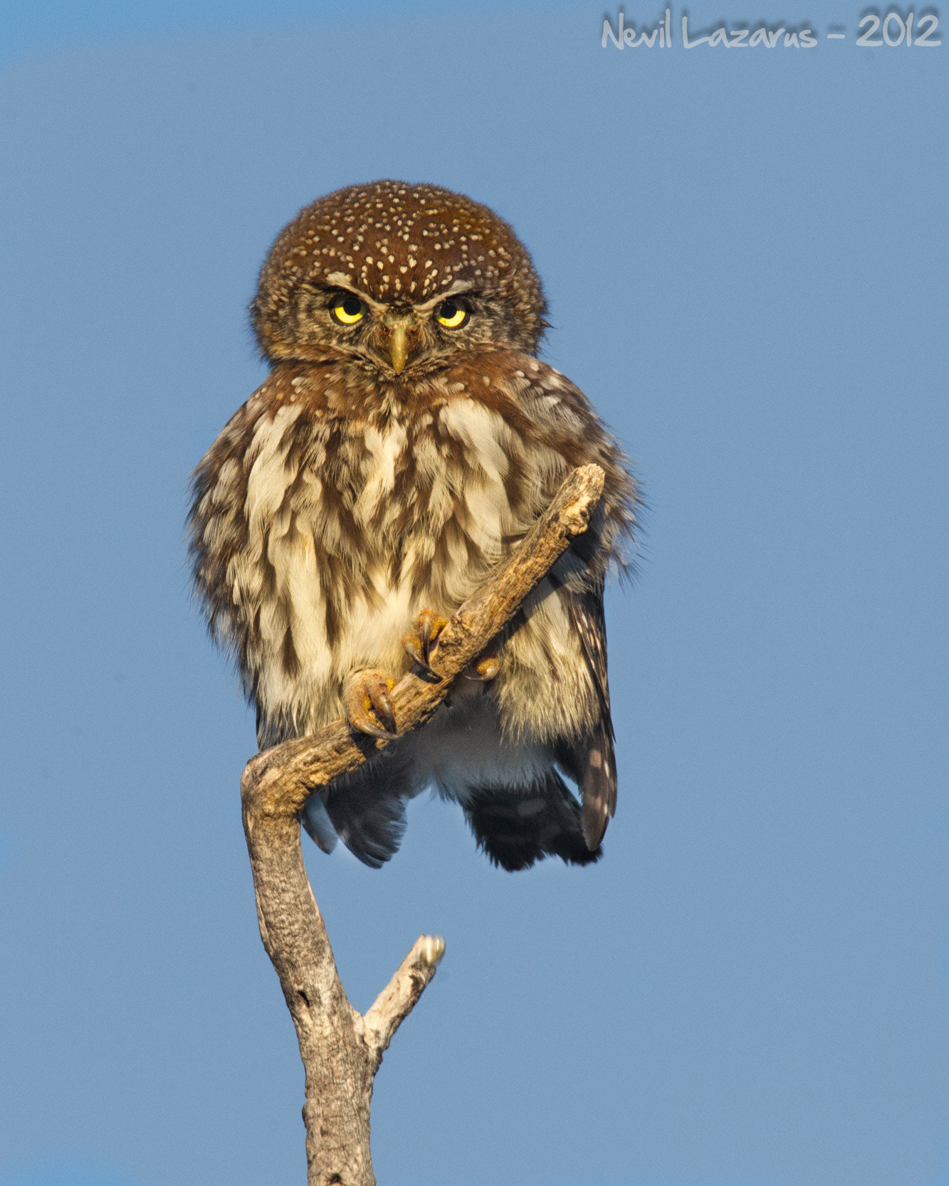 Canon EF 300mm F2.8L IS USM sample photo. Day time owlet photography
