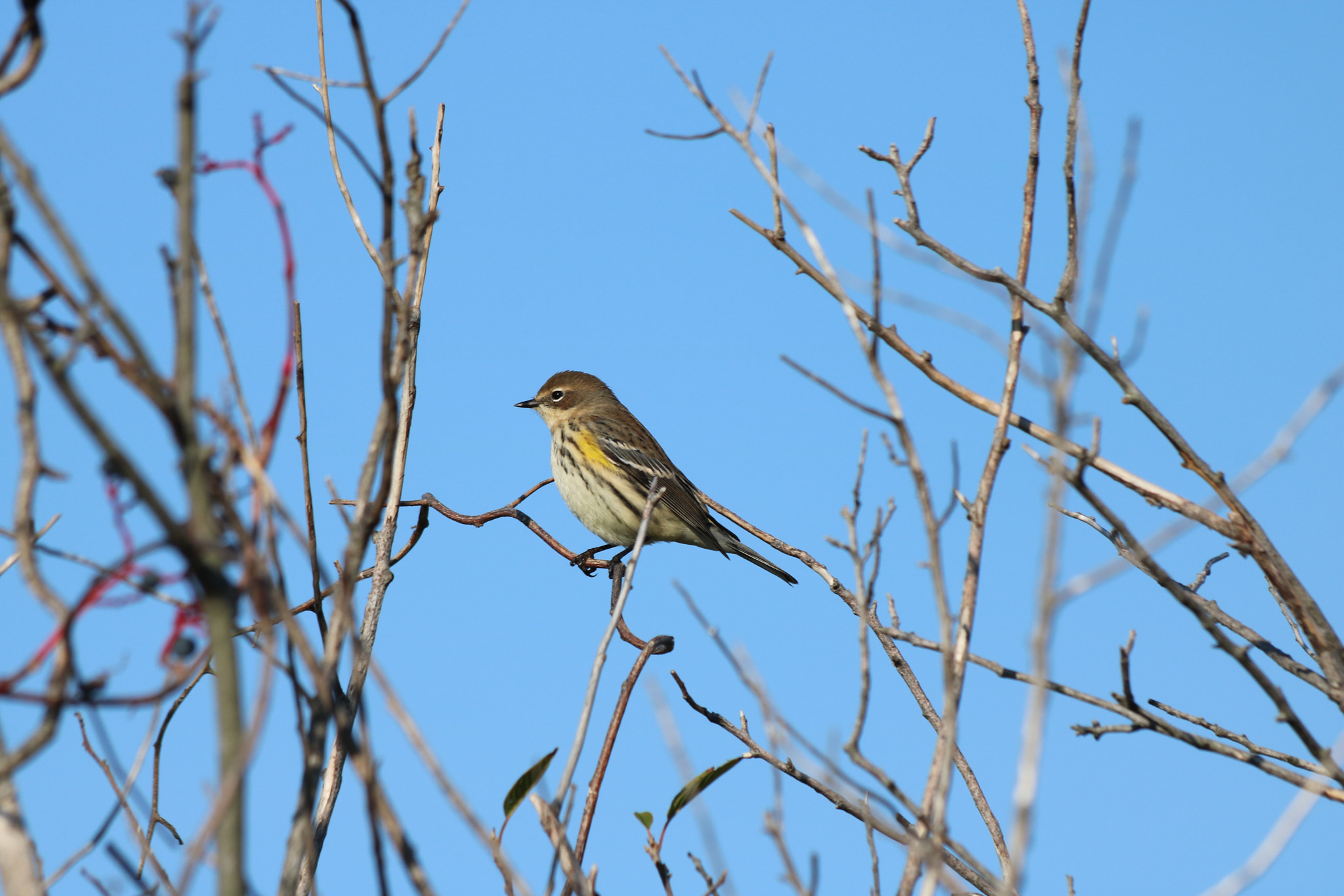 Canon EF 70-300mm F4-5.6 IS USM sample photo. Img photography