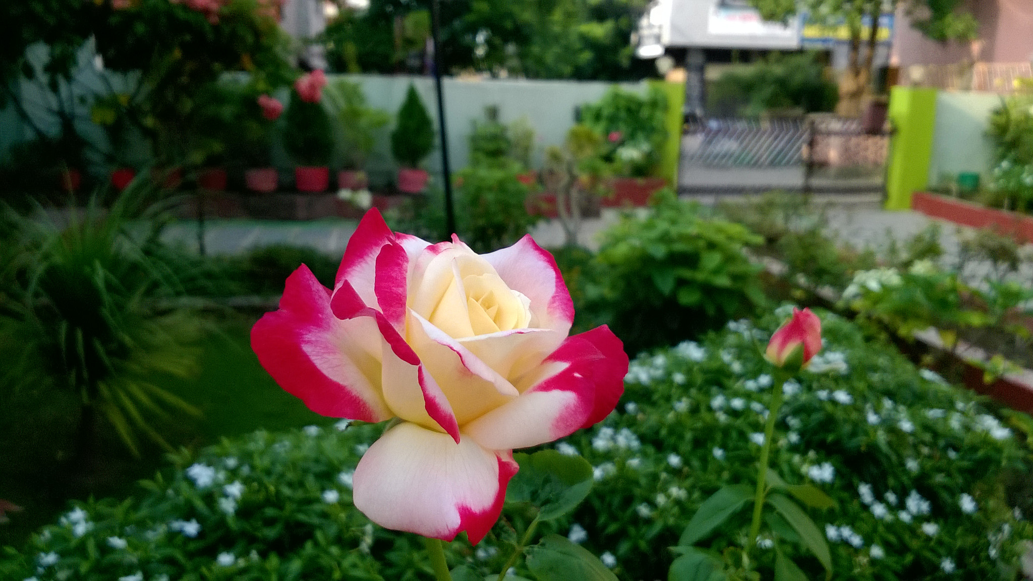 Nokia Lumia 730 Dual SIM sample photo. Rose in the garden photography