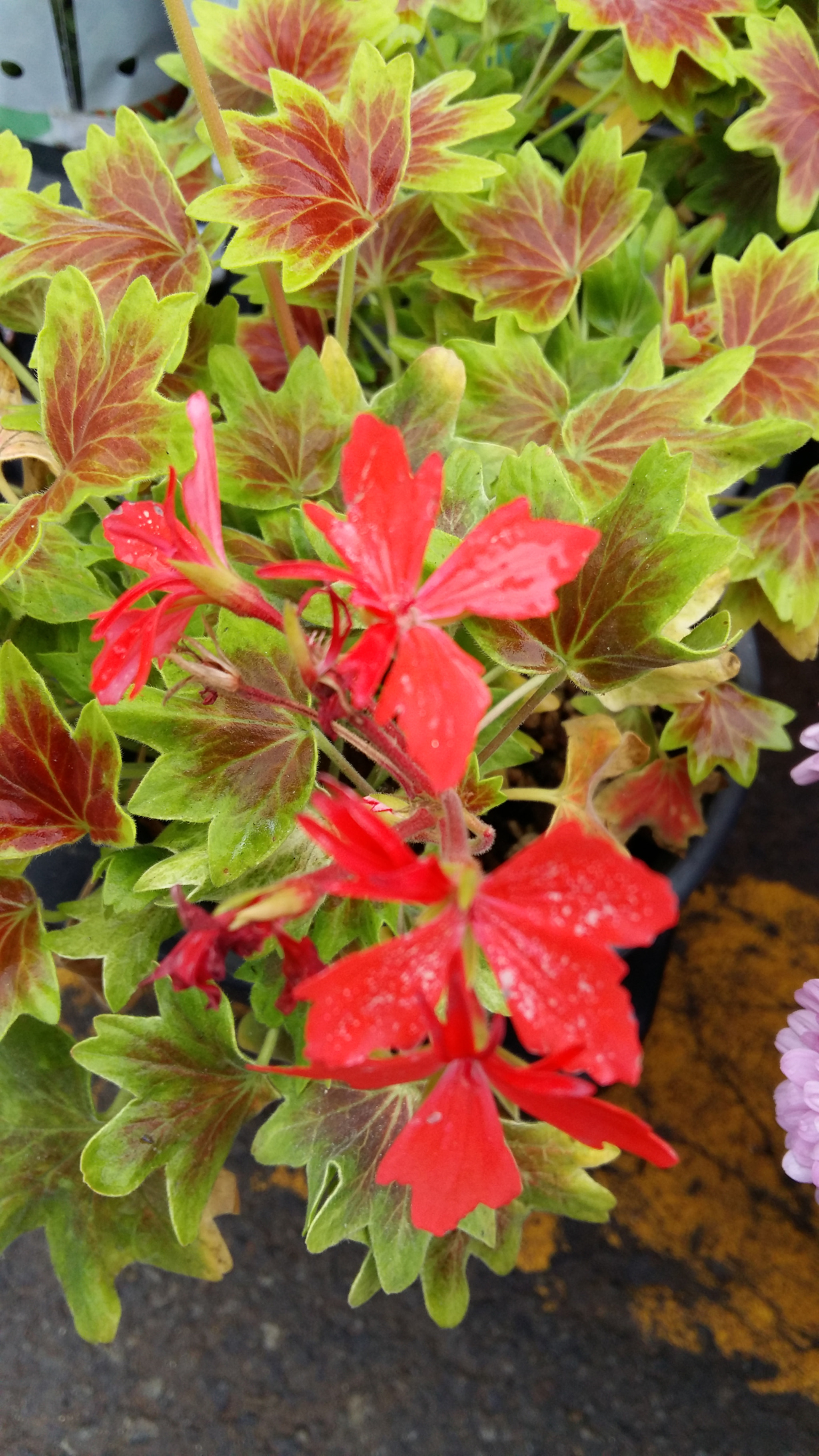 Samsung Galaxy Grand-Max sample photo