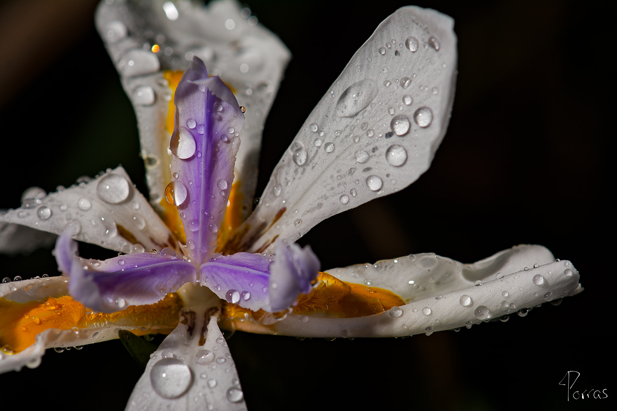 Nikon AF-S DX Micro-Nikkor 85mm F3.5G ED VR sample photo. Multiple water drops photography