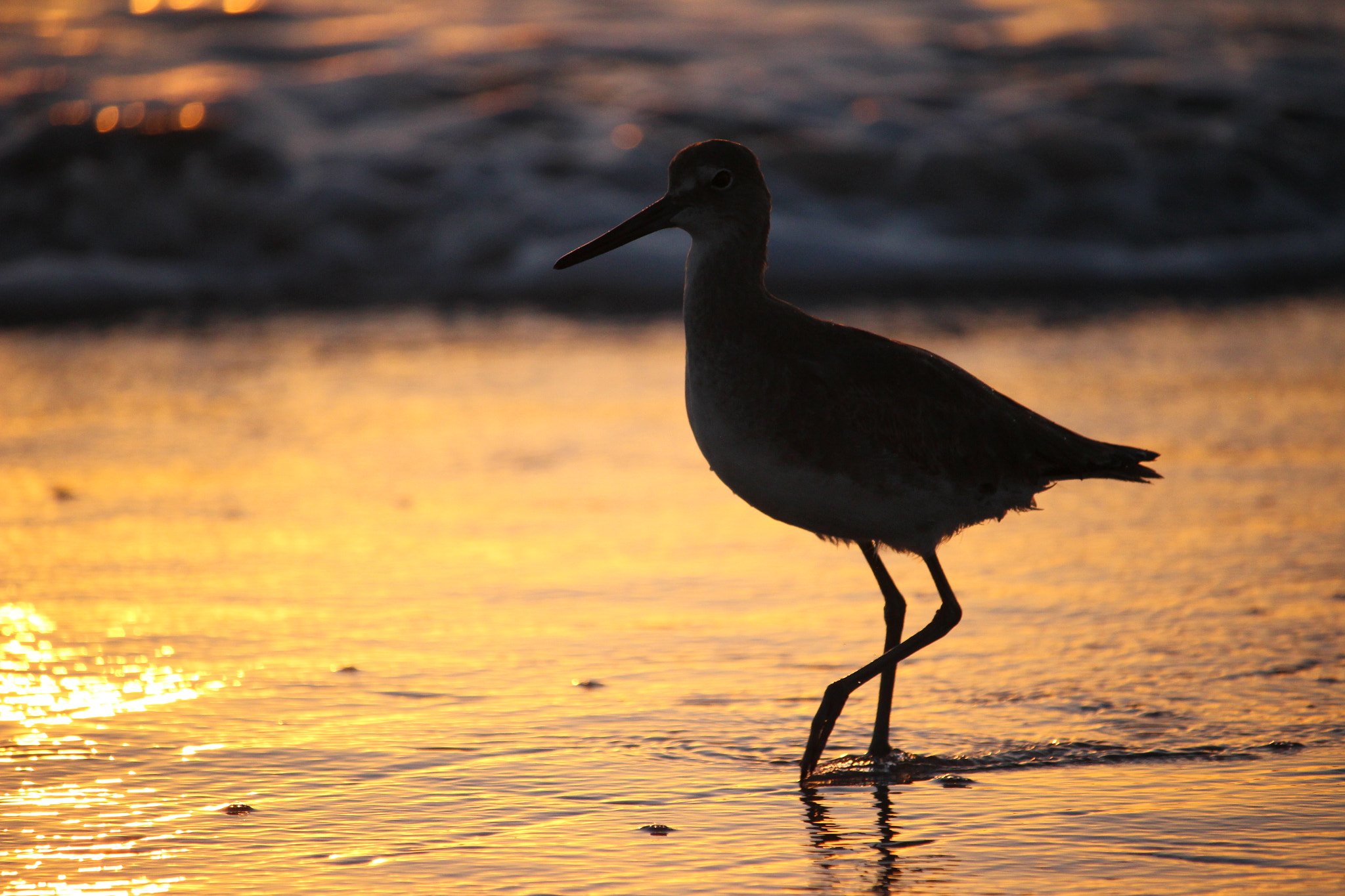 Canon EOS 100D (EOS Rebel SL1 / EOS Kiss X7) sample photo. Willet photography