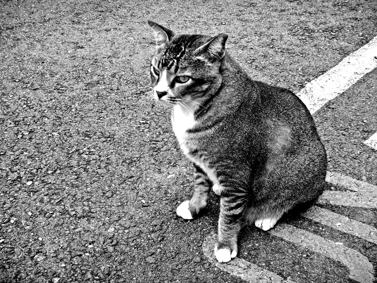 Nikon Coolpix S1200pj sample photo. A city cat story photography
