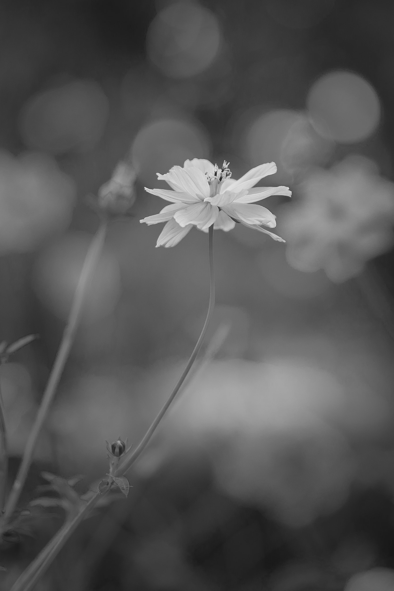 ZEISS Makro-Planar T* 50mm F2 sample photo. Flower photography