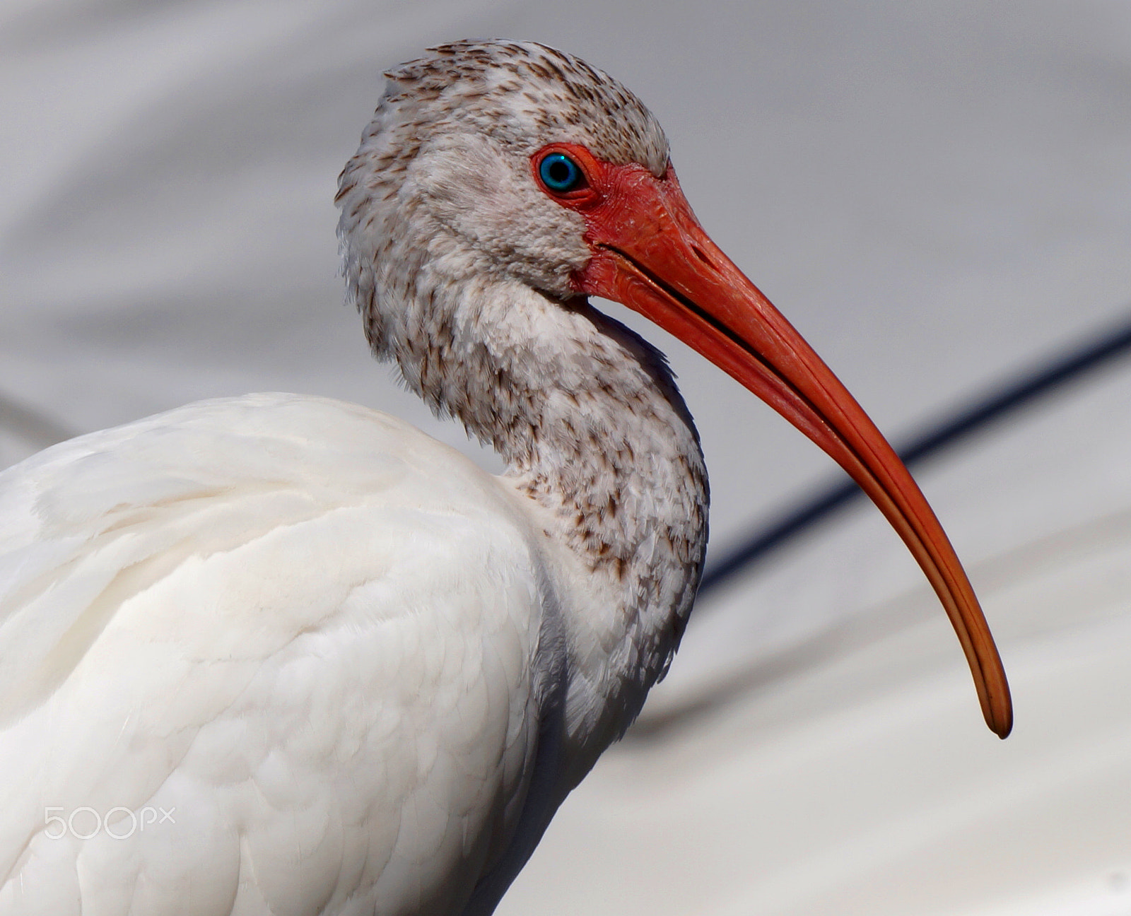 Sony E 55-210mm F4.5-6.3 OSS sample photo. Old blue eye photography