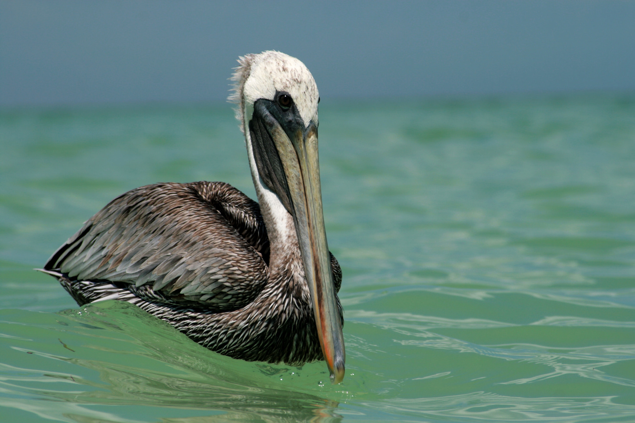 Canon EF 55-200mm F4.5-5.6 II USM sample photo. Curious pelican photography