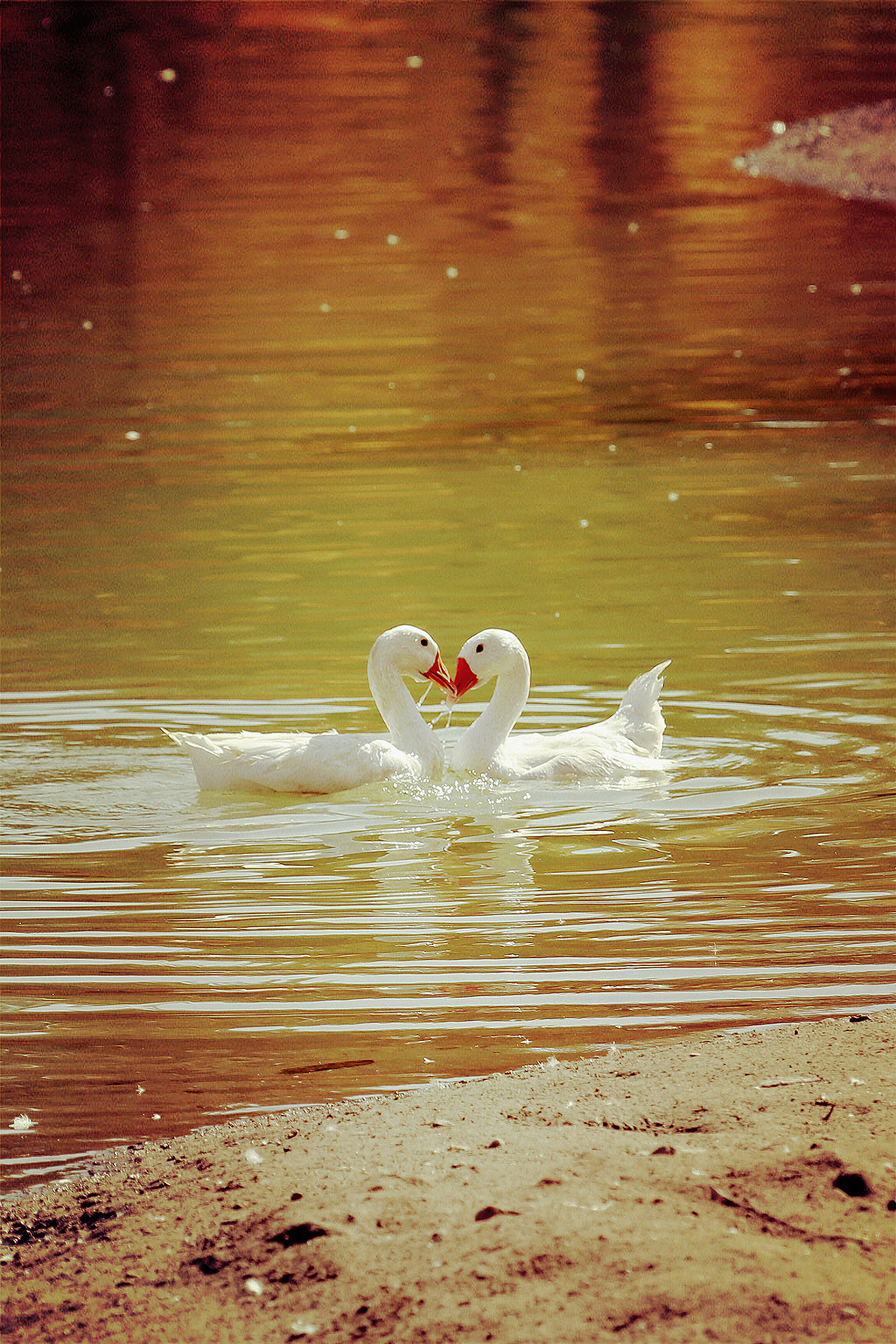 Canon EF 100-400mm F4.5-5.6L IS USM sample photo. 鹅鹅鹅，曲项向天歌 photography