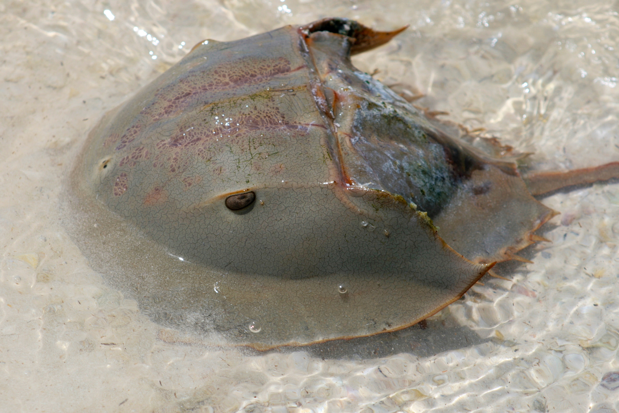 Canon EF 55-200mm F4.5-5.6 II USM sample photo. Horseshoe crab photography