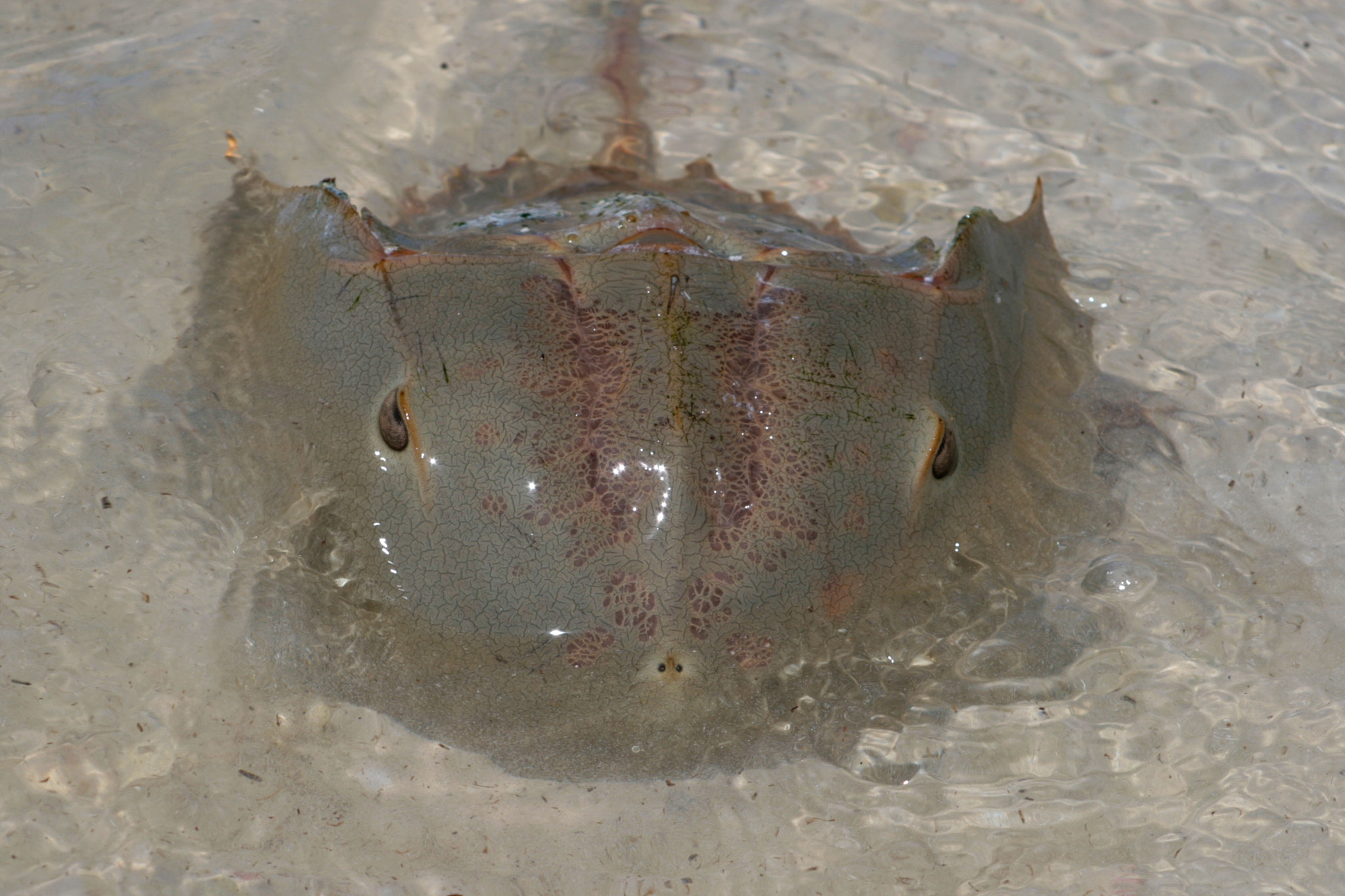 Canon EF 55-200mm F4.5-5.6 II USM sample photo. Strange creature_horseshoe crab photography