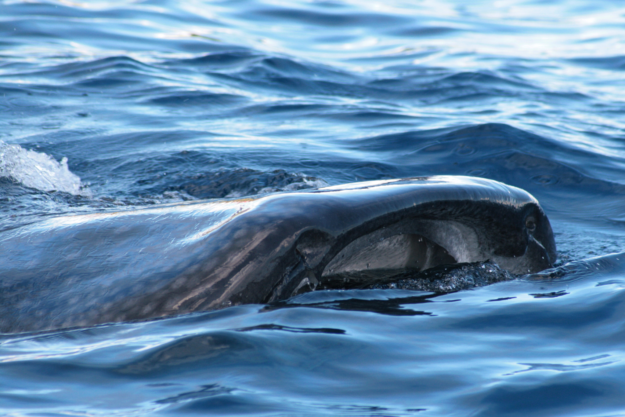 Canon EF 55-200mm F4.5-5.6 II USM sample photo. Whale shark photography