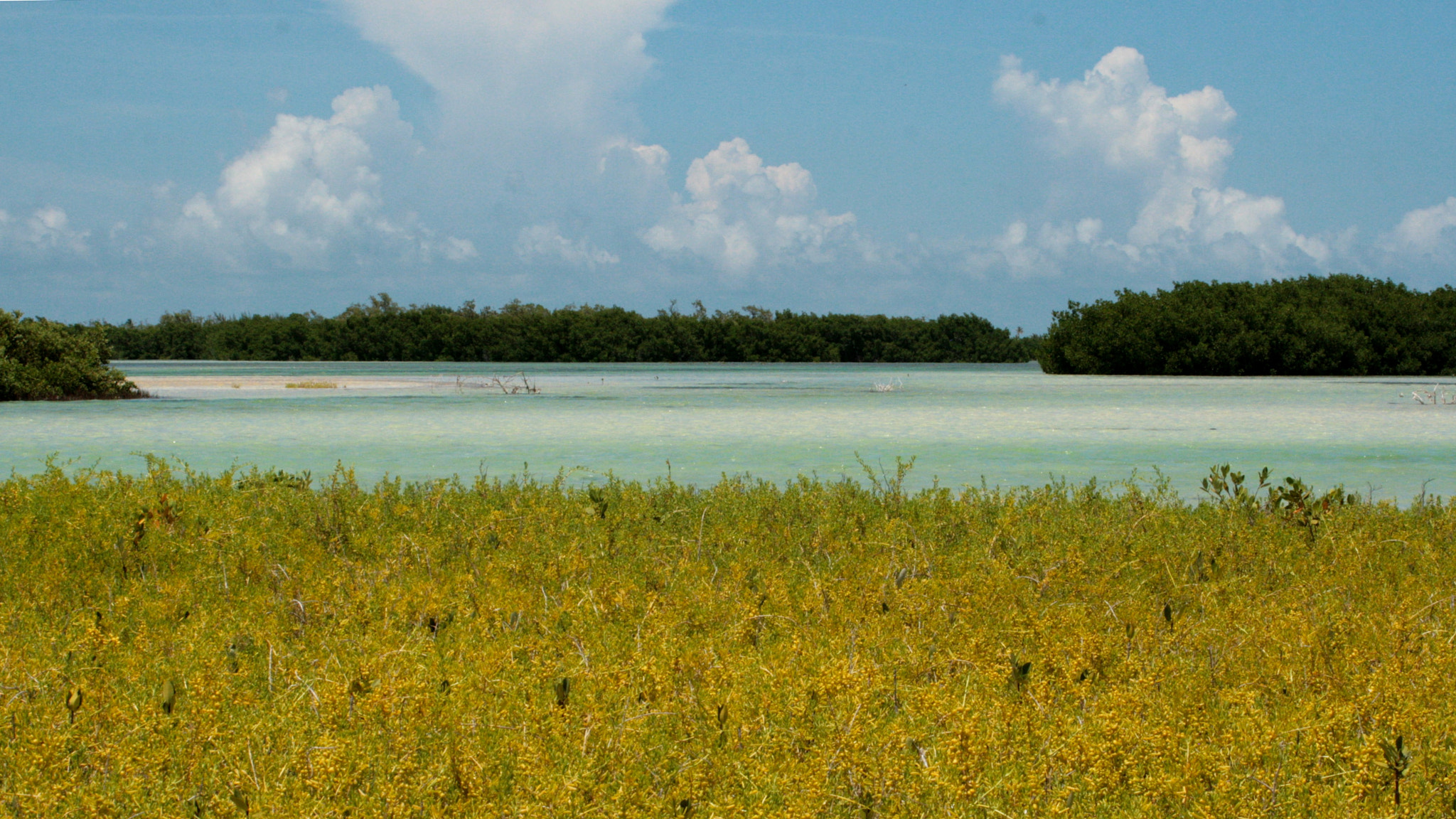 Canon EF 55-200mm F4.5-5.6 II USM sample photo. Turquoise lagoon at holbox photography