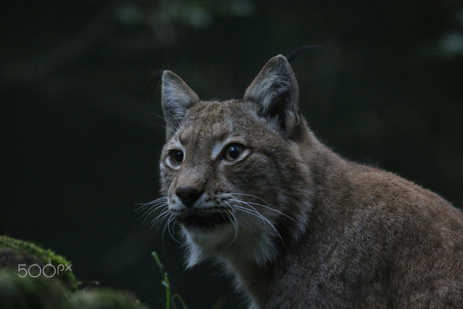 Sigma 150-600mm F5-6.3 DG OS HSM | C sample photo. Dark pic photography