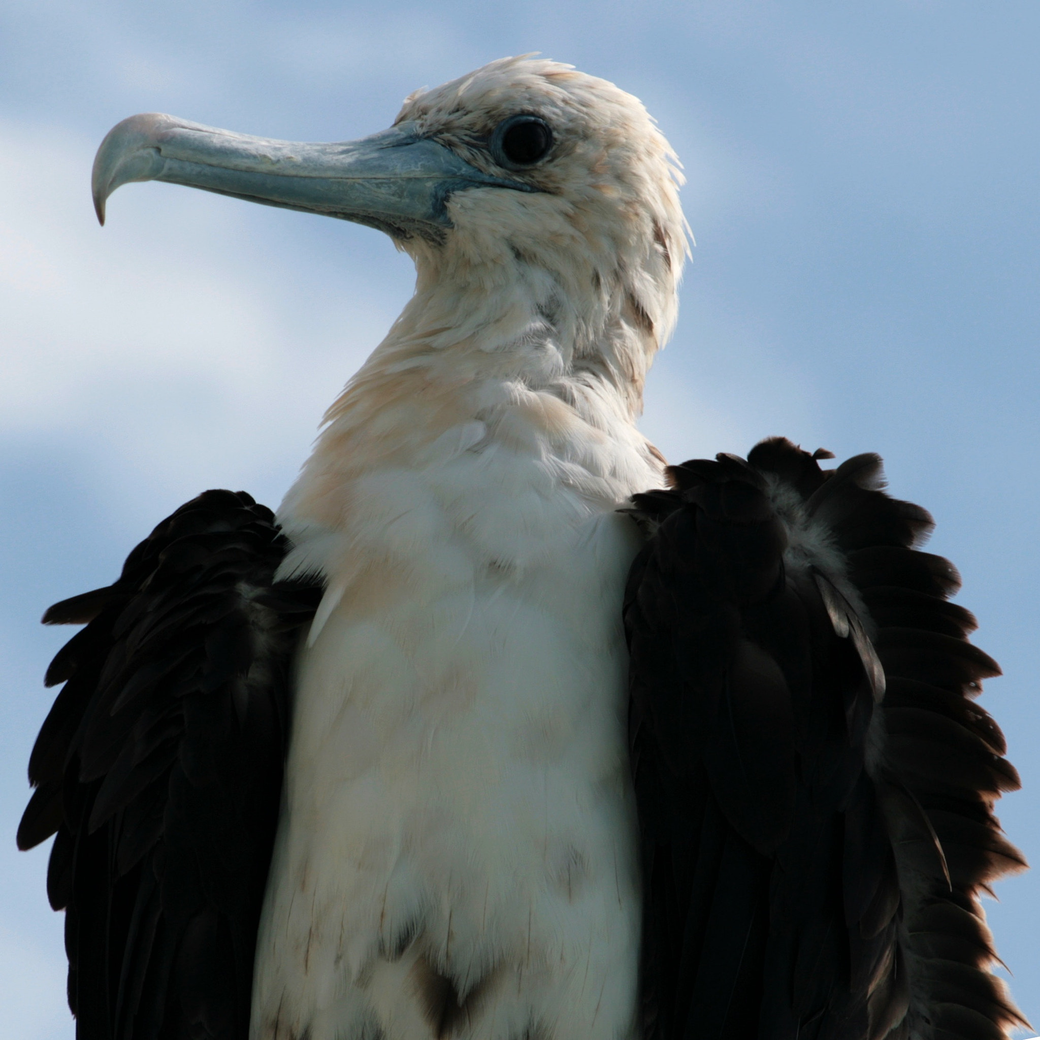 Canon EF 55-200mm F4.5-5.6 II USM sample photo. Magnificent frigatebird (immature) photography