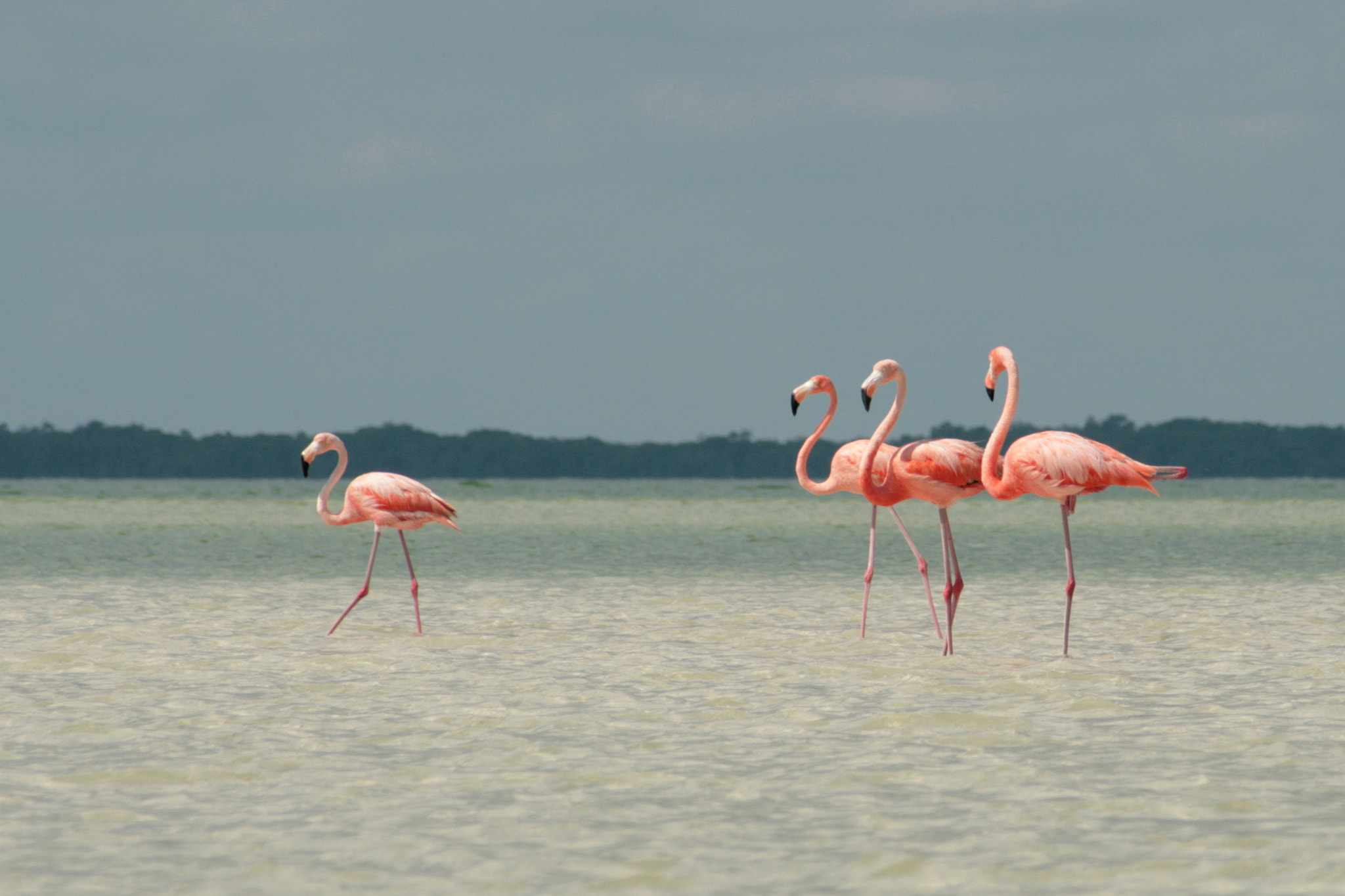 Canon EF 55-200mm F4.5-5.6 II USM sample photo. Flamingos photography