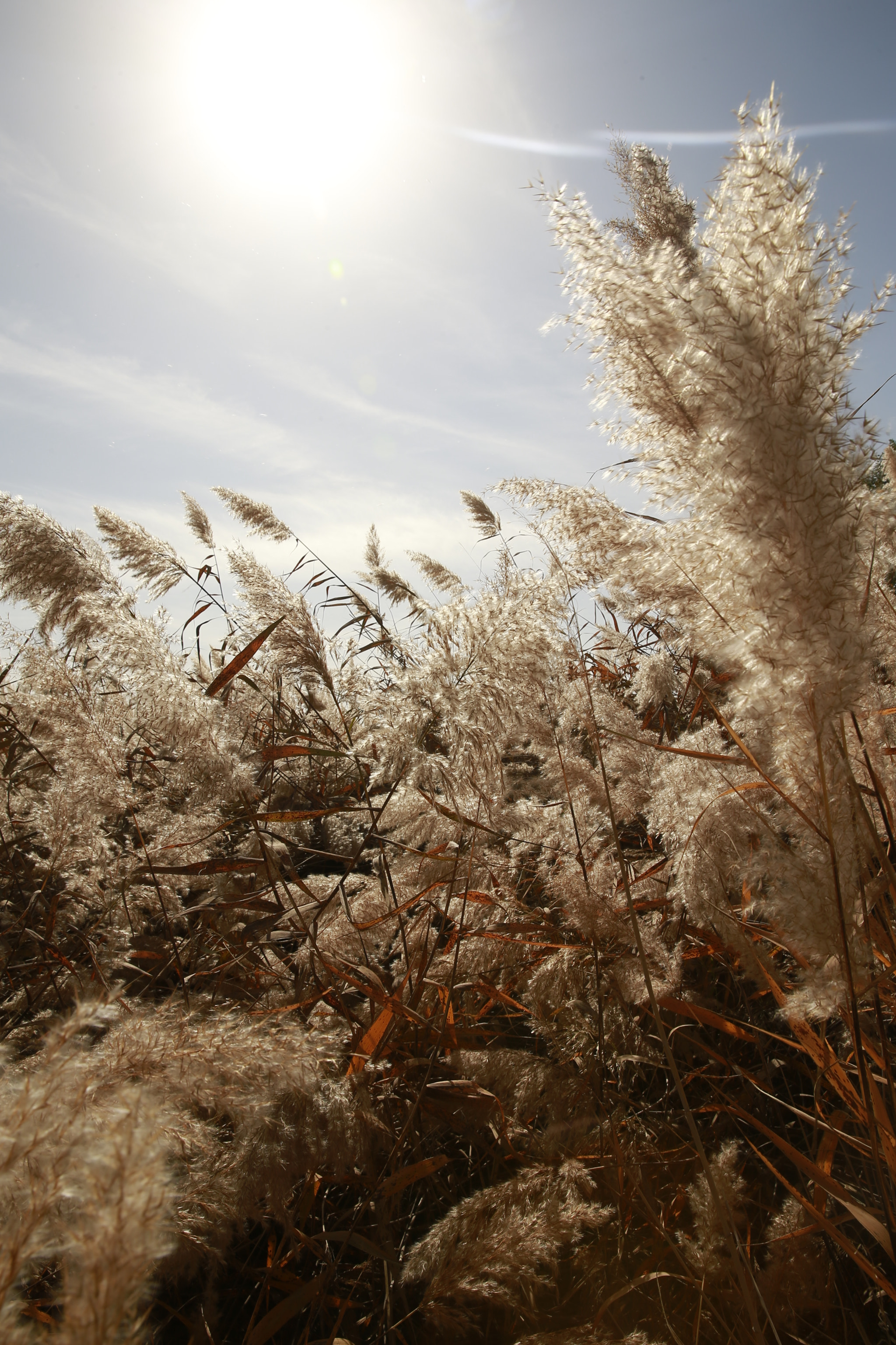 Canon EOS-1D X + Canon EF 28mm F2.8 sample photo