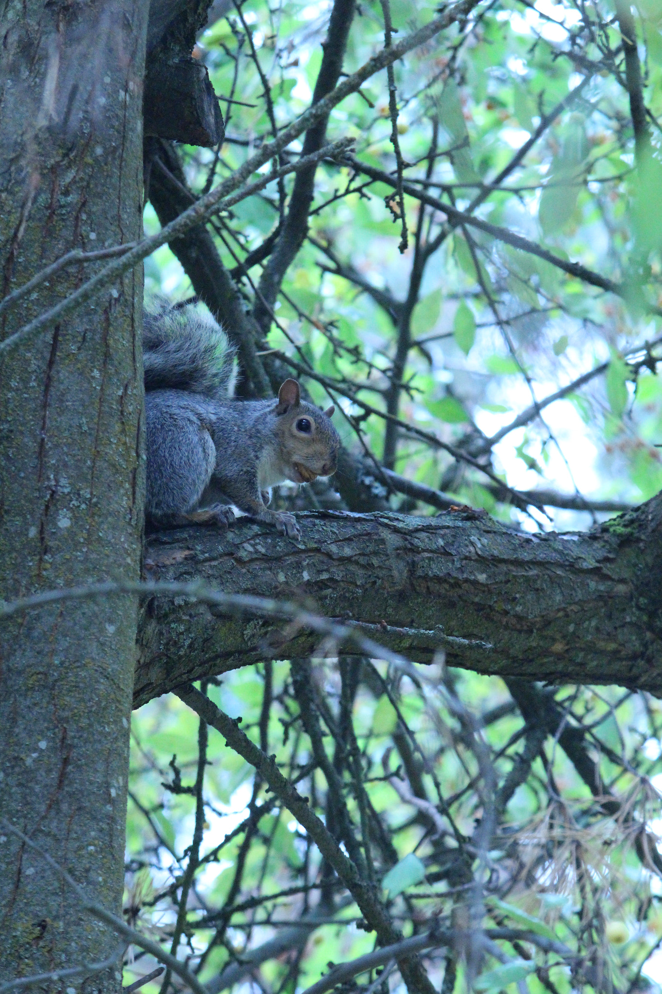 Canon EOS M2 + Canon EF-S 55-250mm F4-5.6 IS sample photo. The monster goes through... photography