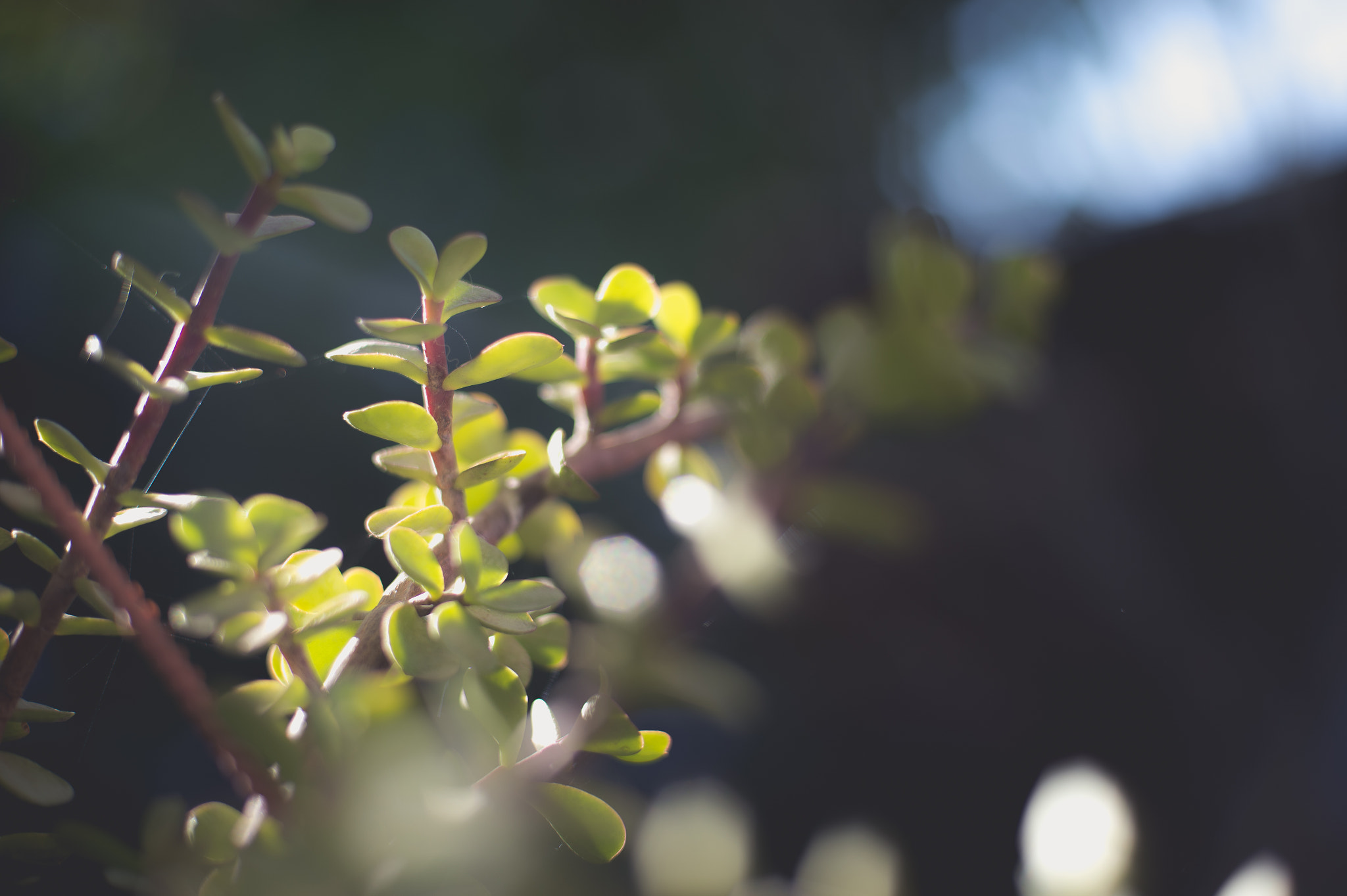 AF Nikkor 50mm f/1.4 sample photo. El jardin de mi mama photography