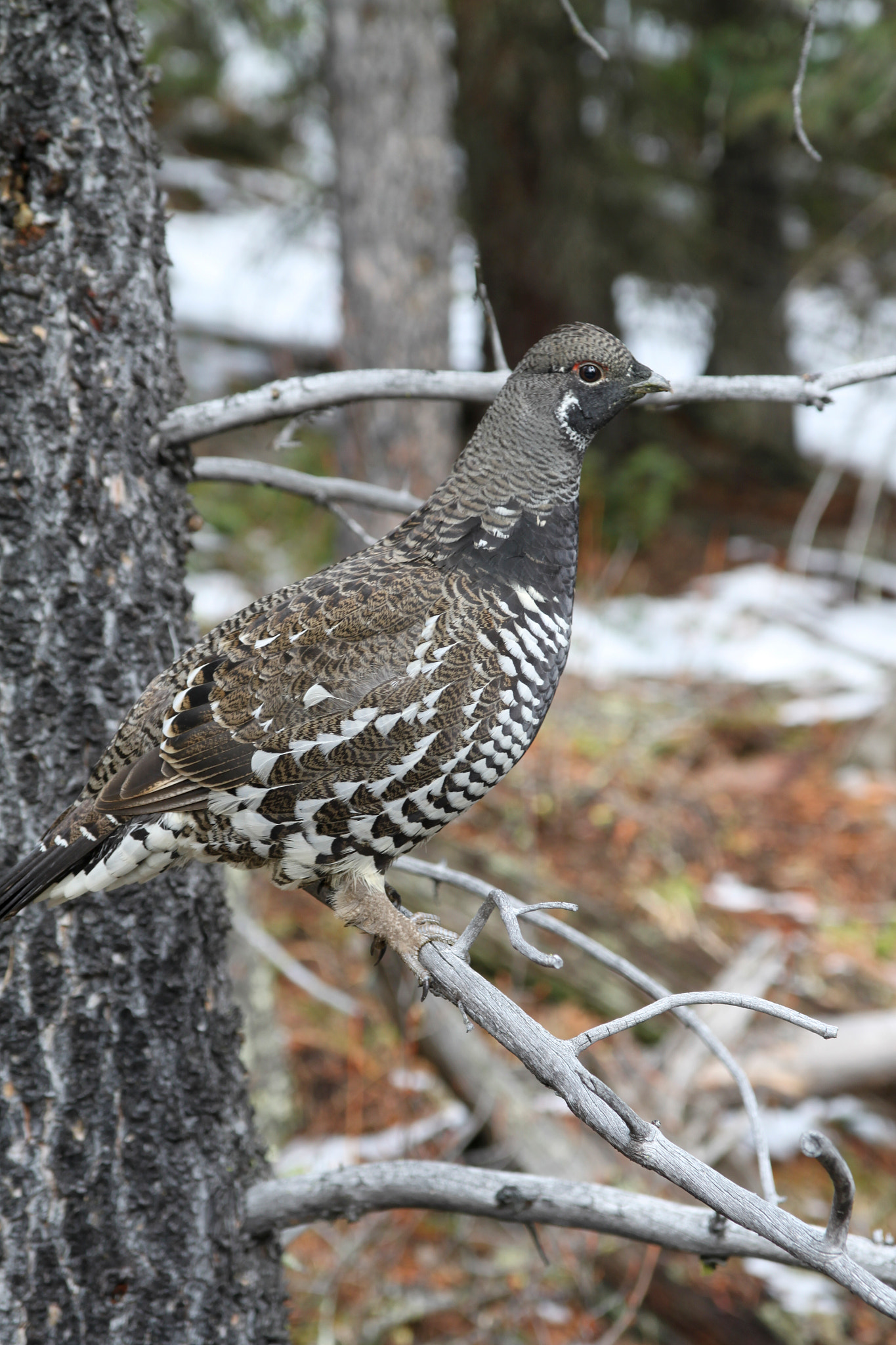 Canon EOS 500D (EOS Rebel T1i / EOS Kiss X3) sample photo. Ruffed grouse (bonasa umbellus) photography