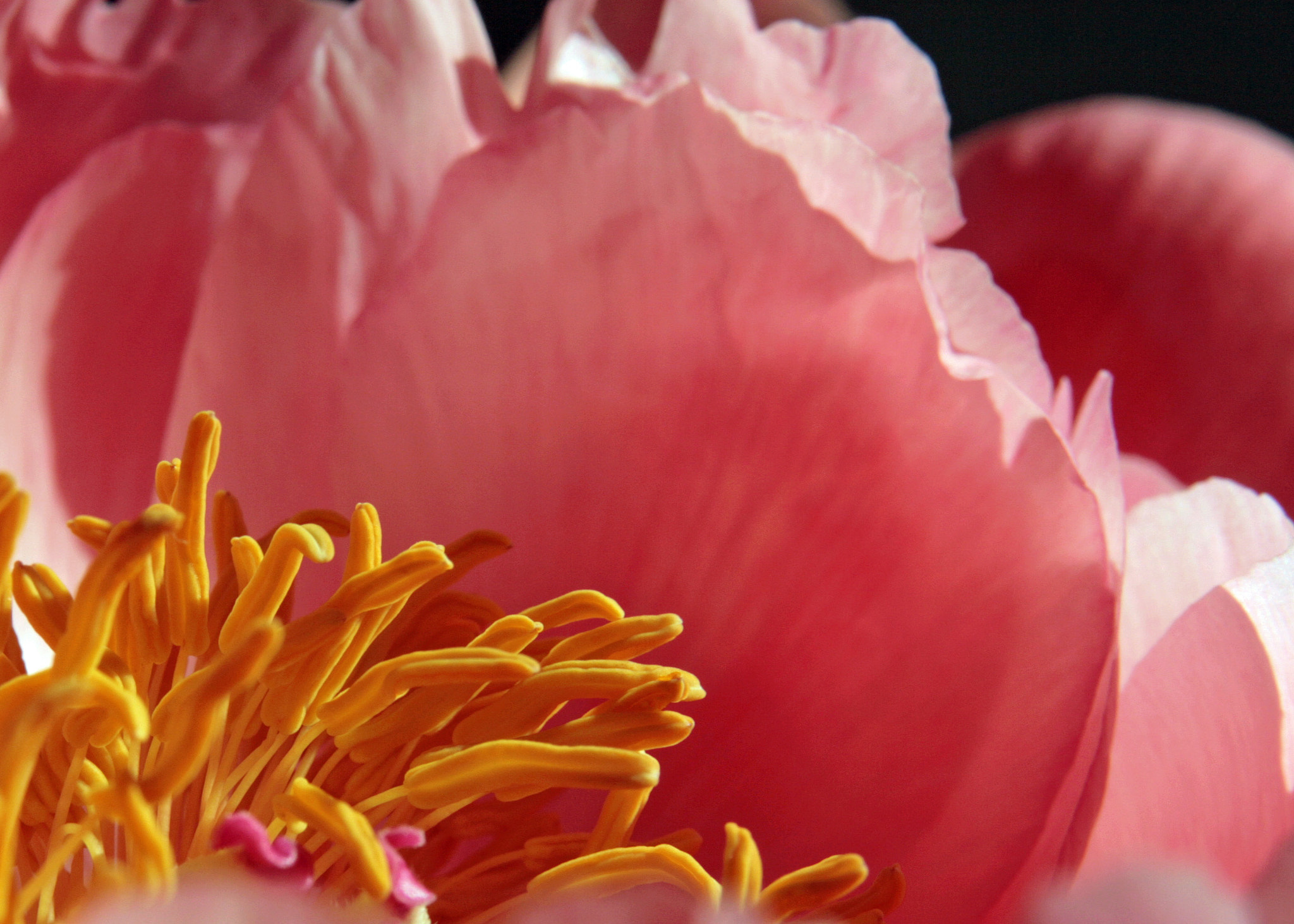 Sigma 17-70mm F2.8-4 DC Macro OS HSM sample photo. Pink attraction photography