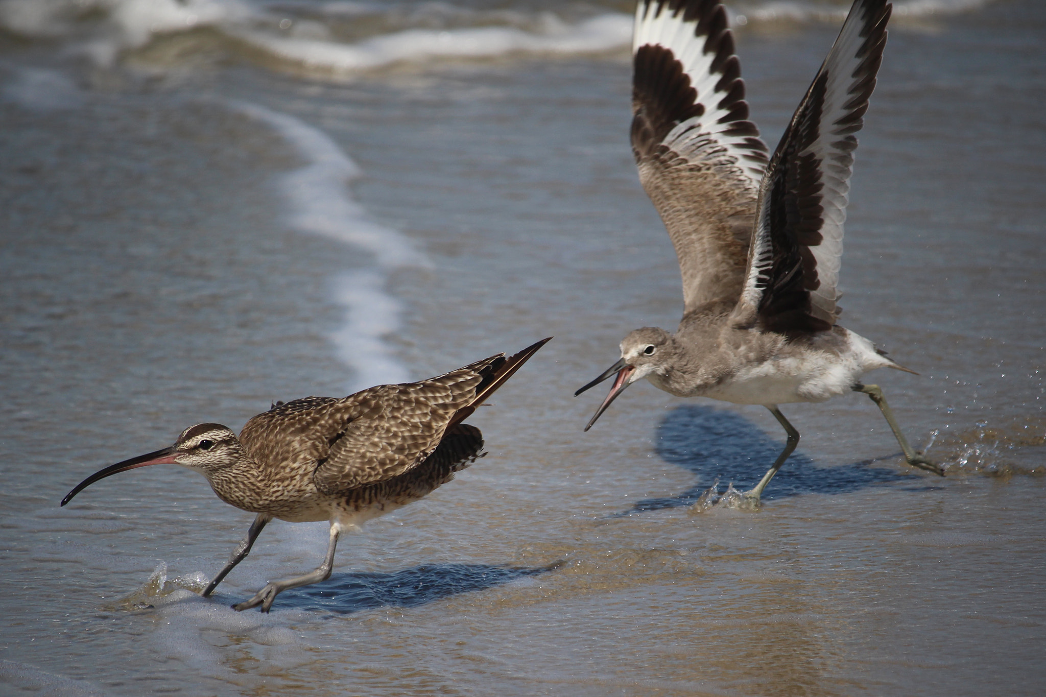 Canon EOS 100D (EOS Rebel SL1 / EOS Kiss X7) + Canon EF-S 55-250mm F4-5.6 IS STM sample photo. Whimbrel + willet photography
