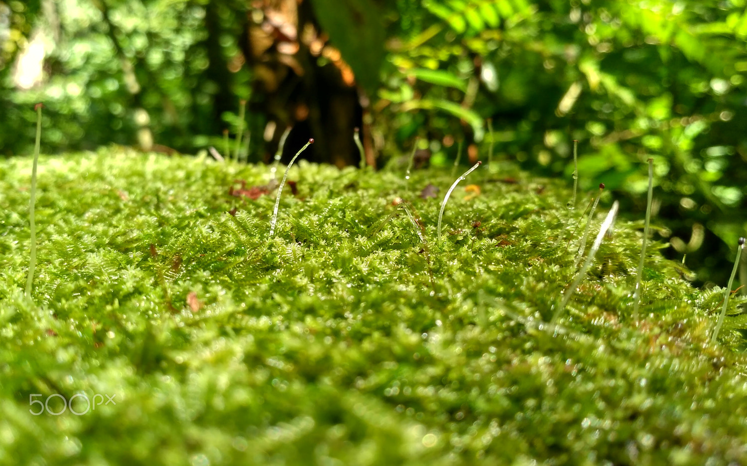 Xiaomi Redmi 3 sample photo. Moss, gede pangrango mountain. photography