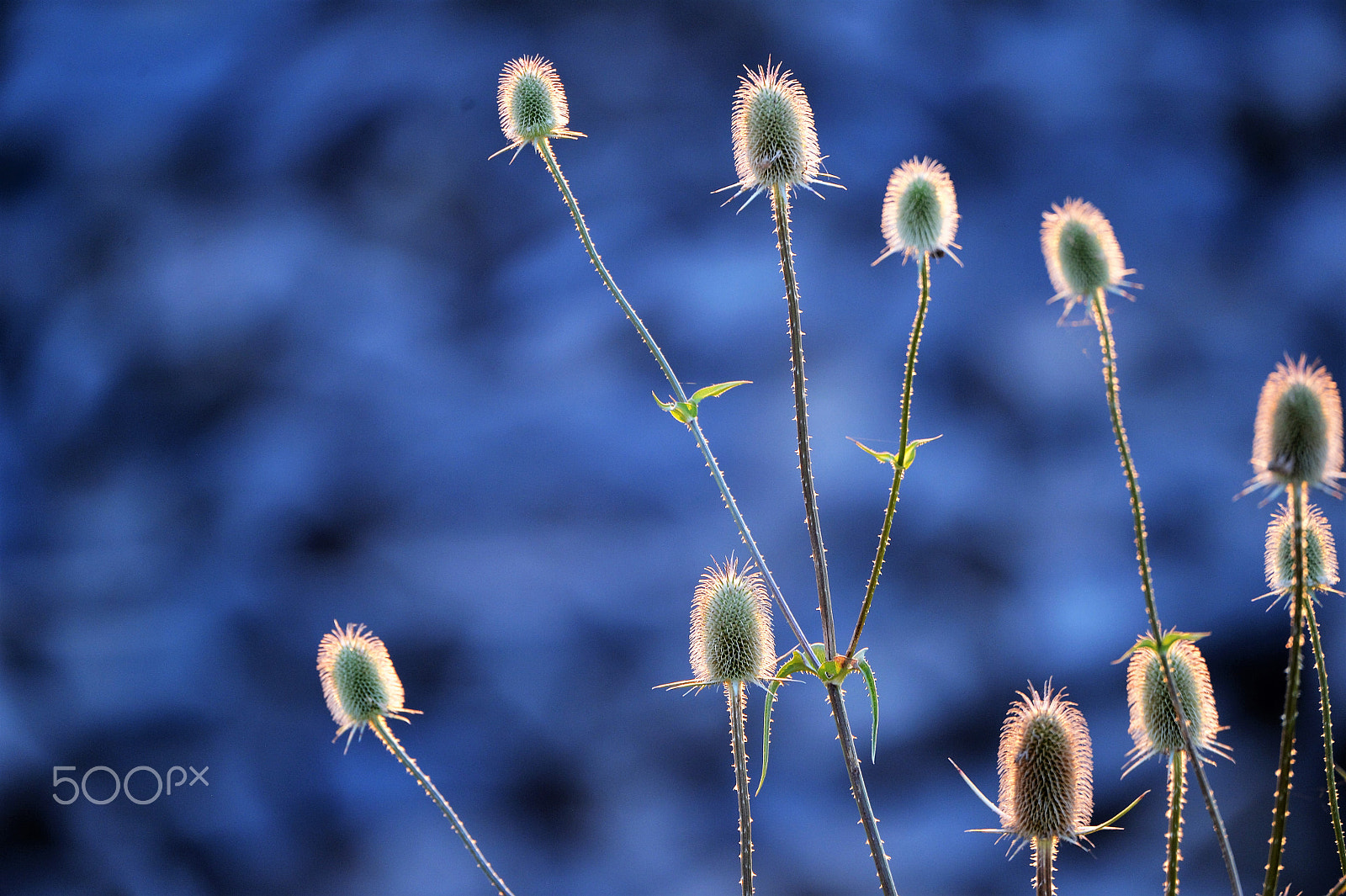 Nikon Df sample photo. Blue sunset 3 photography