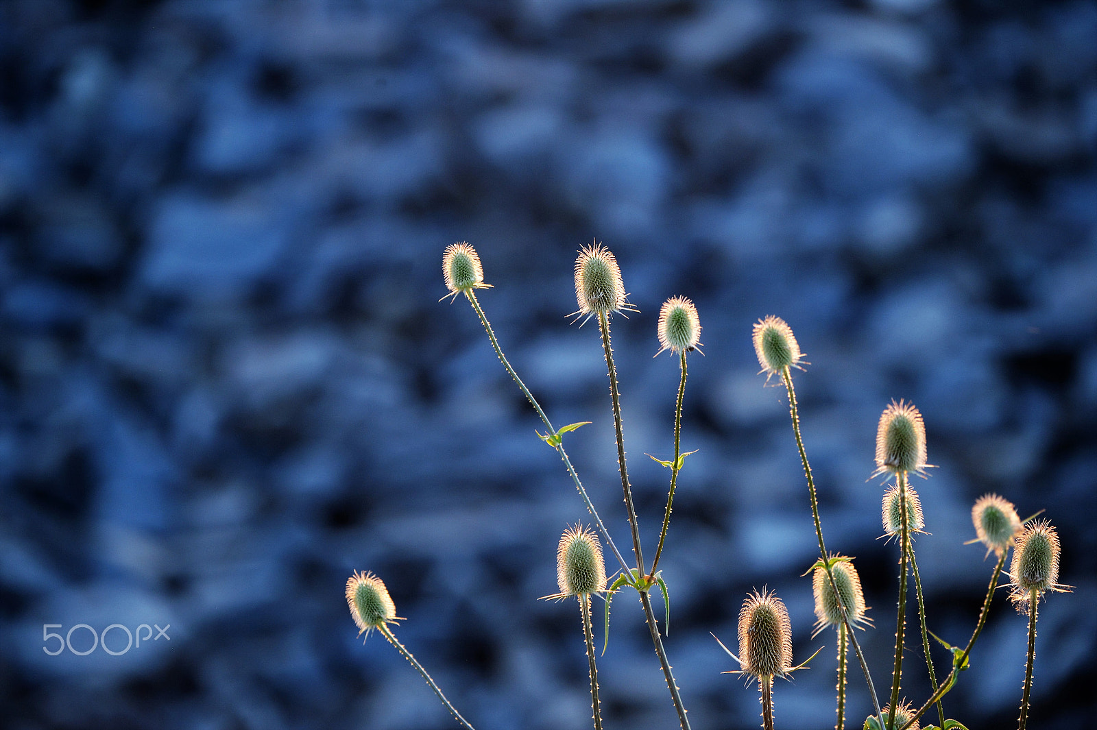 Nikon Df sample photo. Blue sunset 2 photography