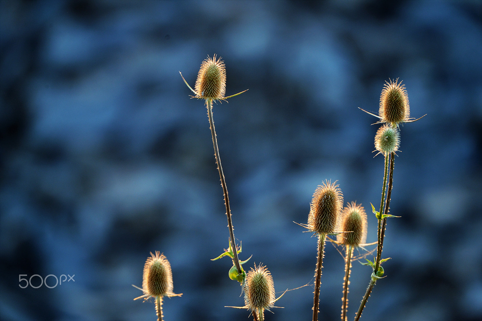 Nikon Df sample photo. Blue sunset photography