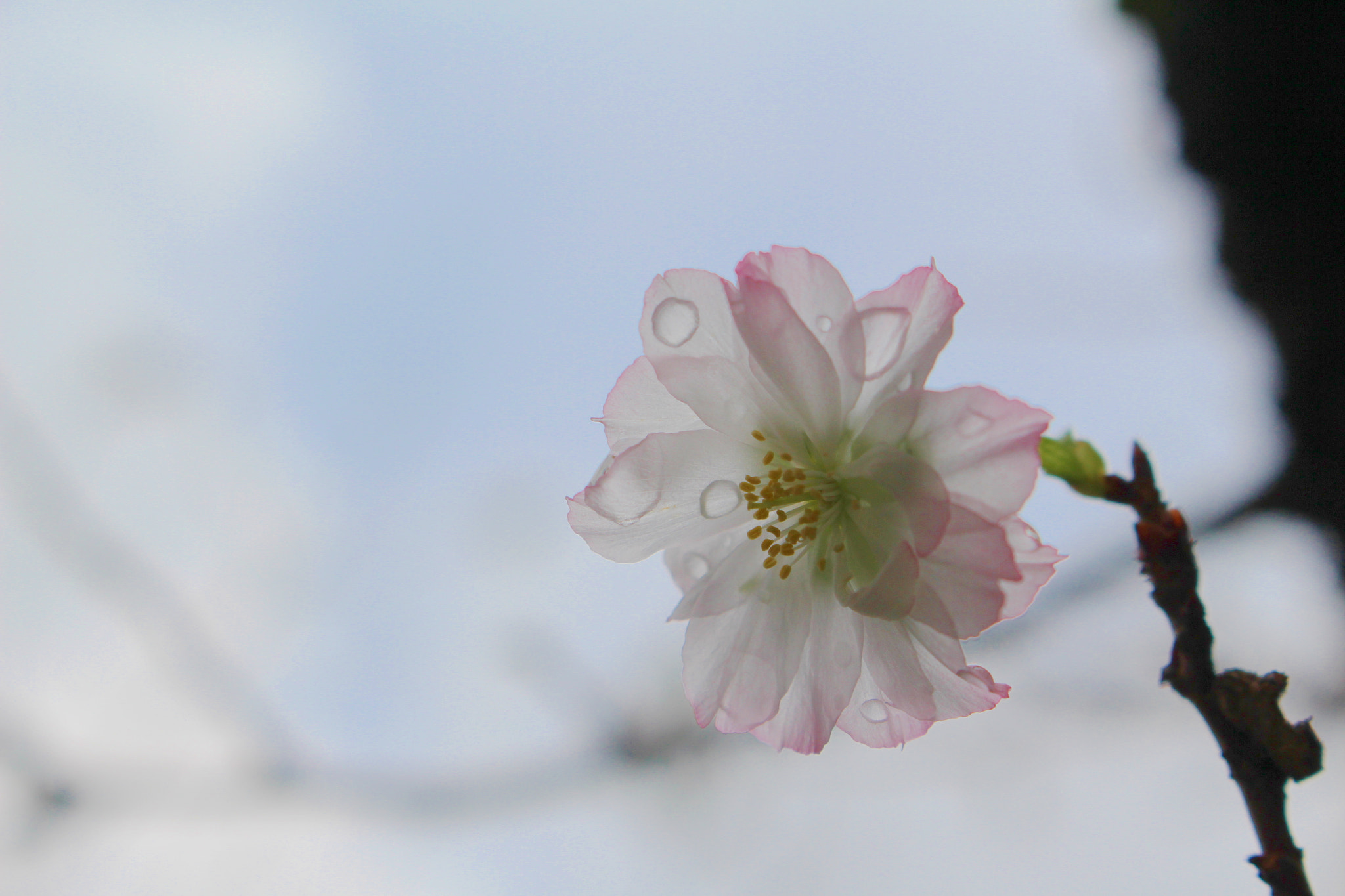 Canon EOS 700D (EOS Rebel T5i / EOS Kiss X7i) sample photo. Sakura photography