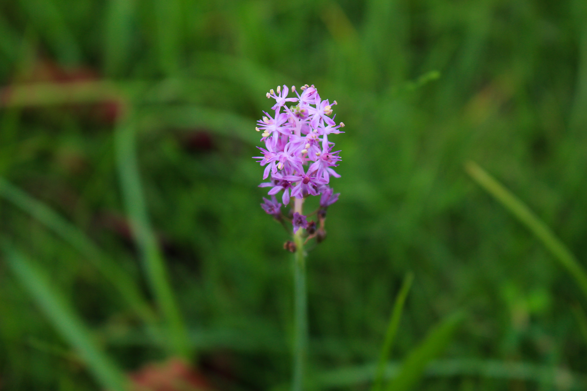 Canon EOS 700D (EOS Rebel T5i / EOS Kiss X7i) sample photo. Tsurubo photography