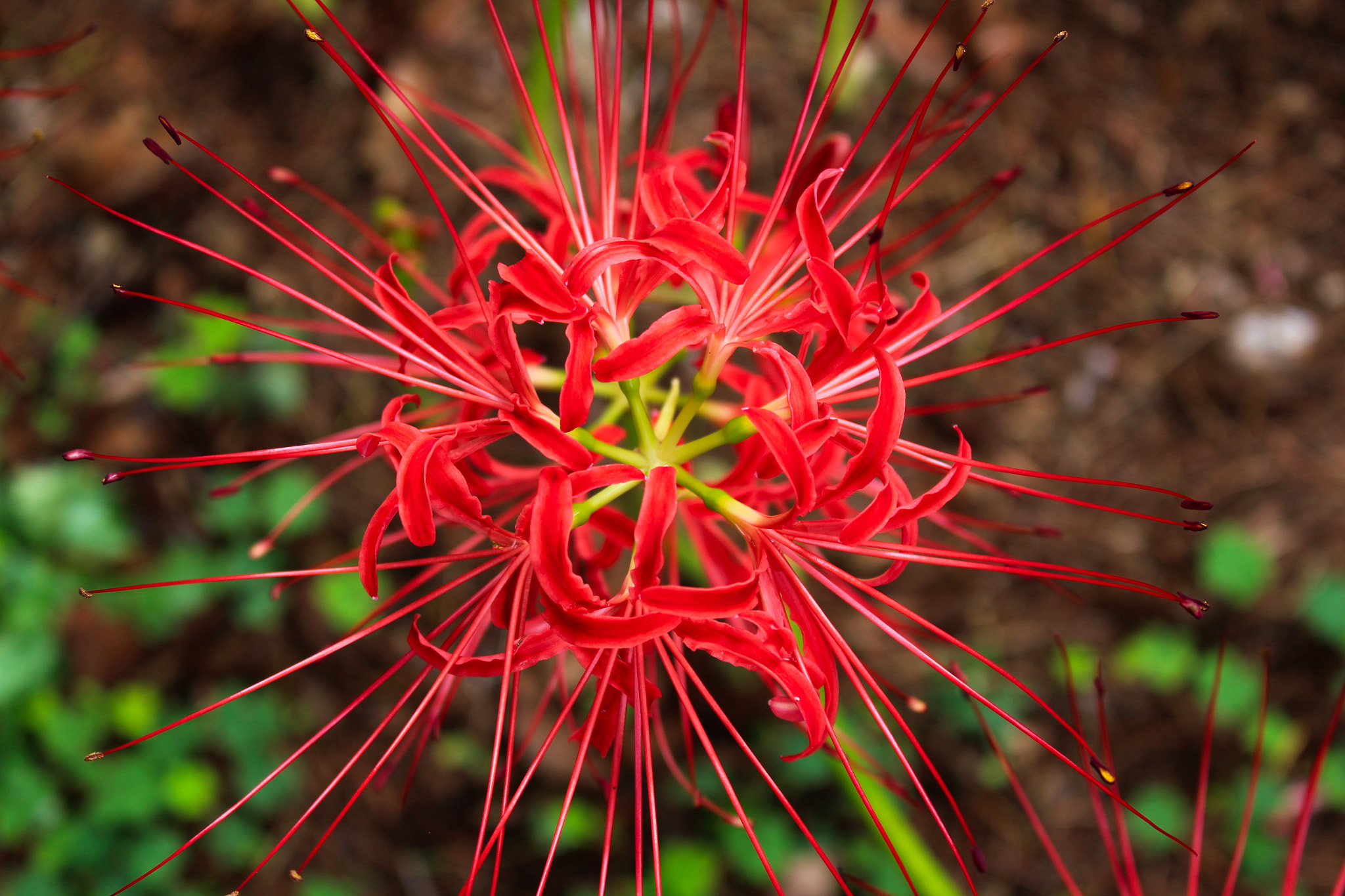 Canon EOS 700D (EOS Rebel T5i / EOS Kiss X7i) sample photo. Cluster amaryllis photography