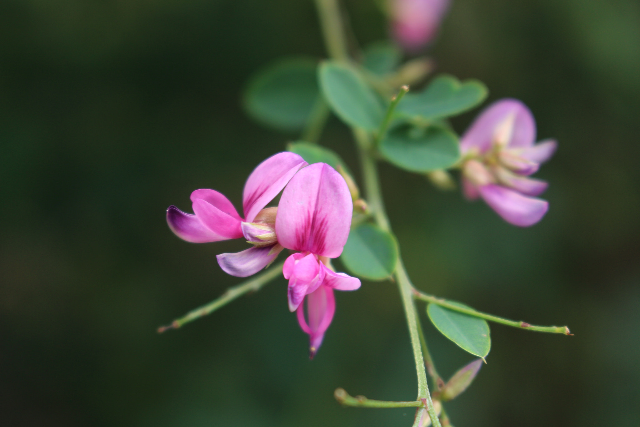 Canon EOS 700D (EOS Rebel T5i / EOS Kiss X7i) sample photo. Hagi photography