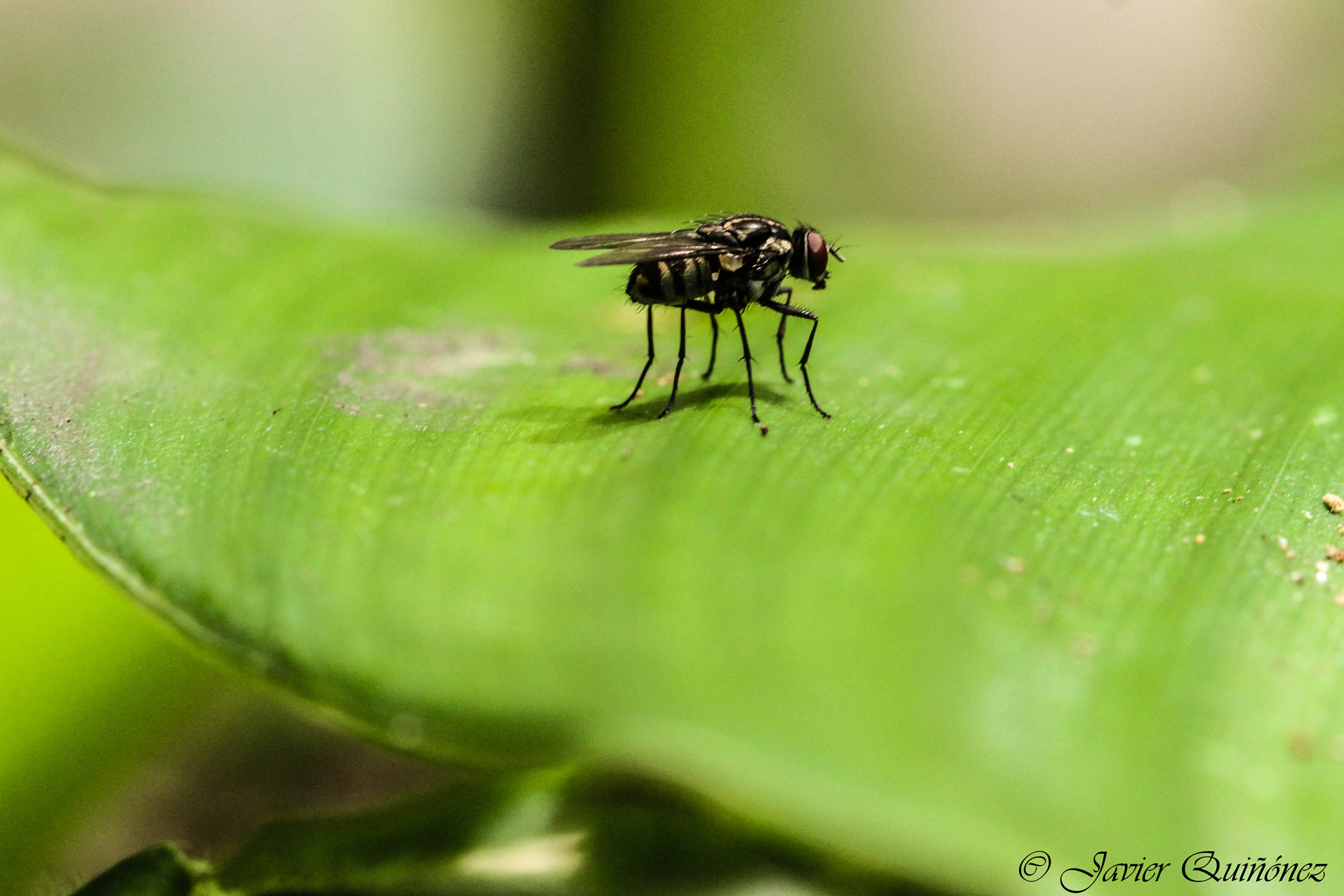 Canon EF 100mm F2.8 Macro USM sample photo. Fly photography