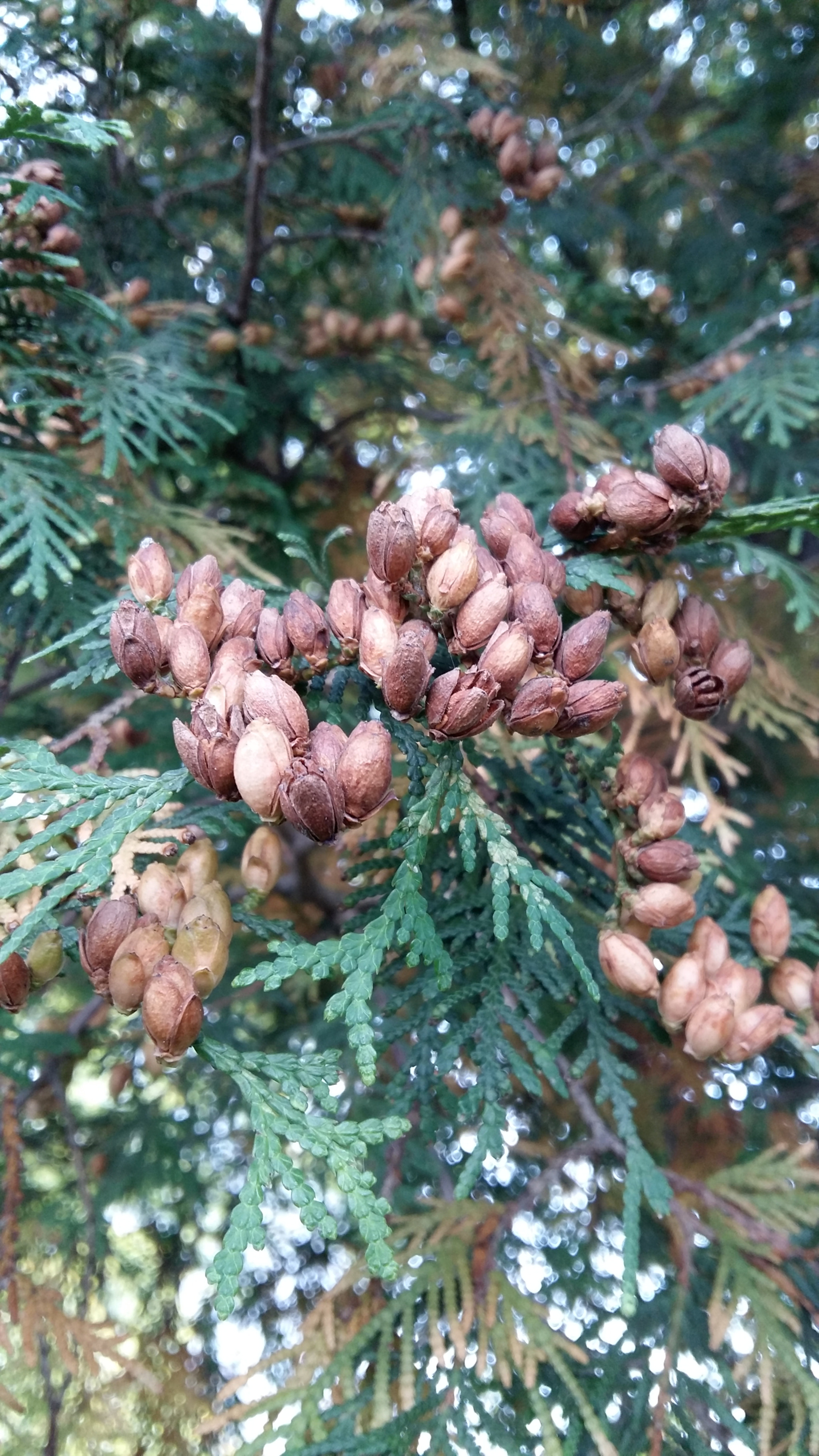 Samsung Galaxy Grand-Max sample photo