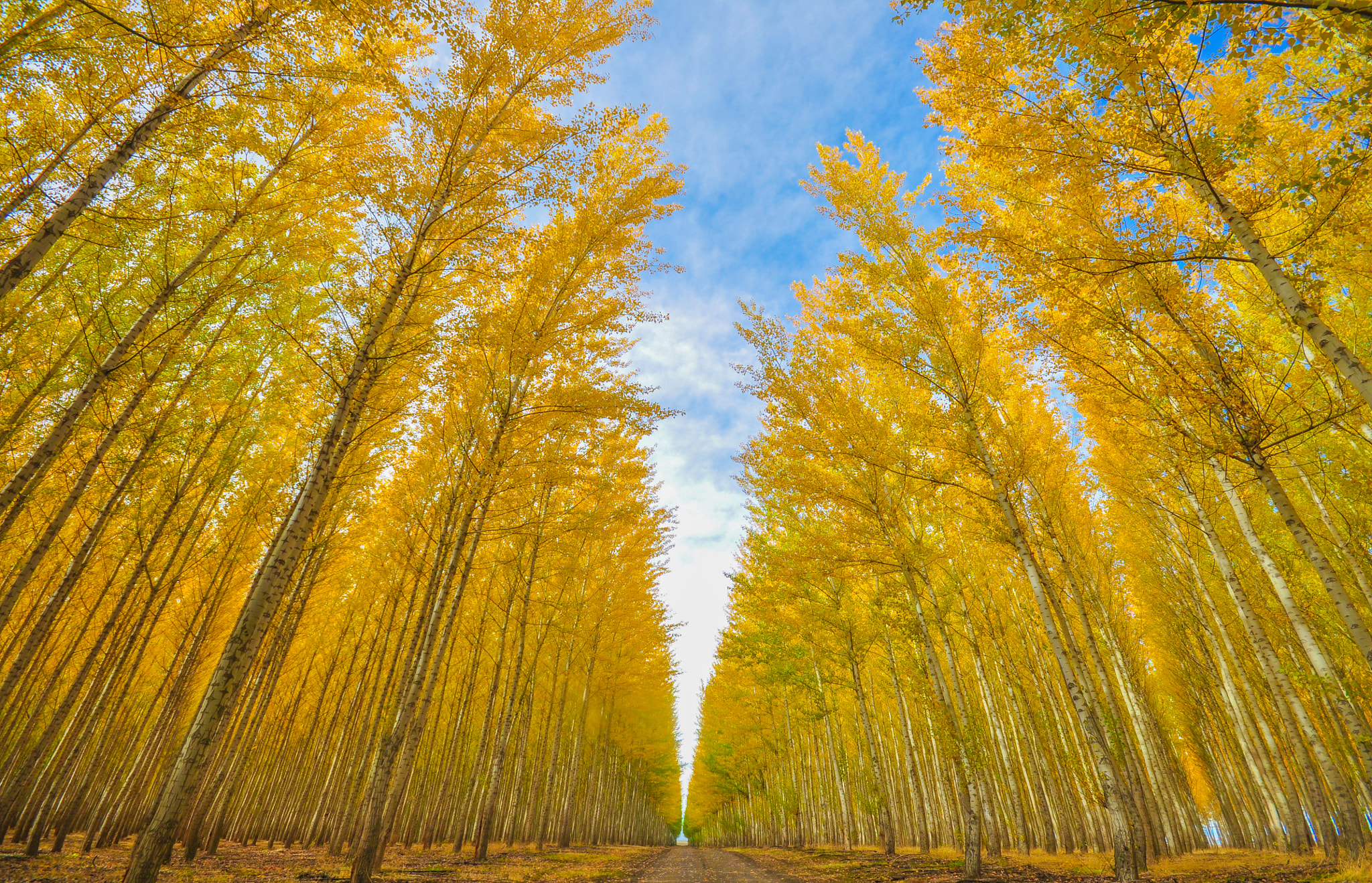 Sigma 10-20mm F4-5.6 EX DC HSM sample photo. Golden autumn photography