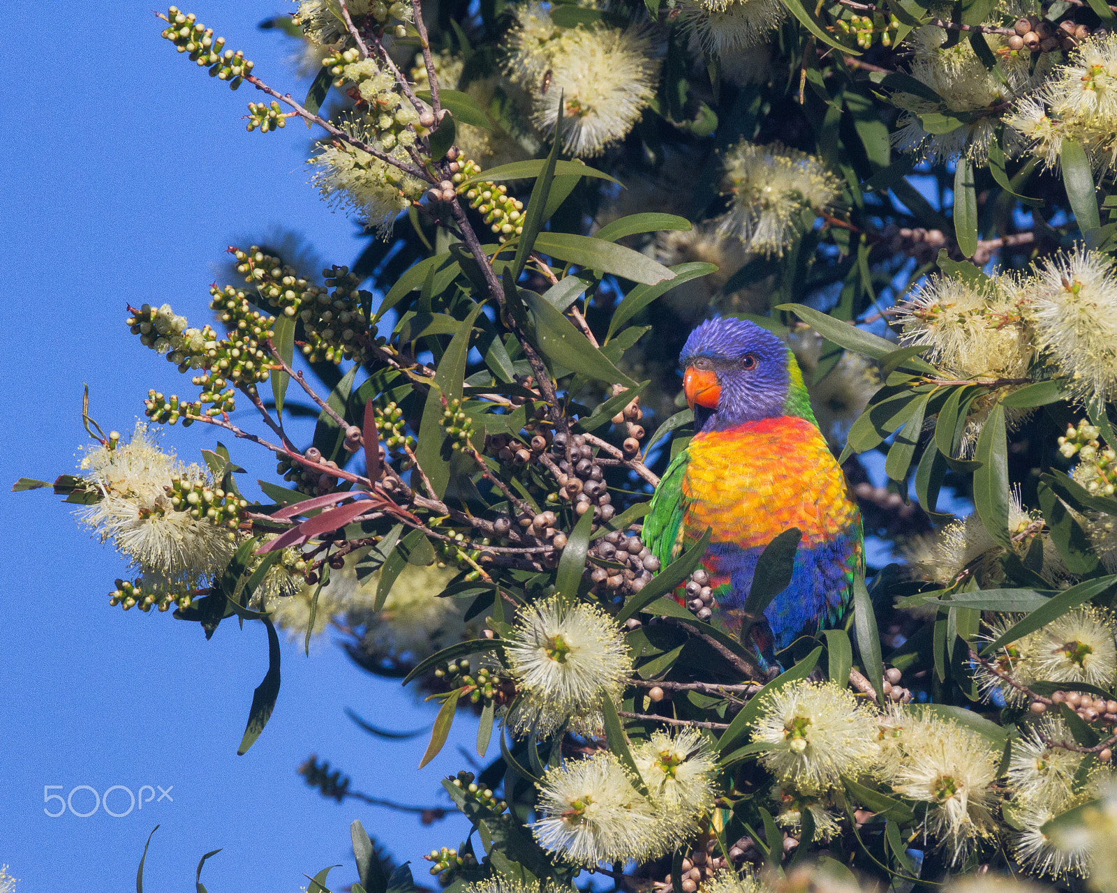 Sigma 150-600mm F5-6.3 DG OS HSM | C sample photo. Rainbow lorikeet on the bottlebrush v photography