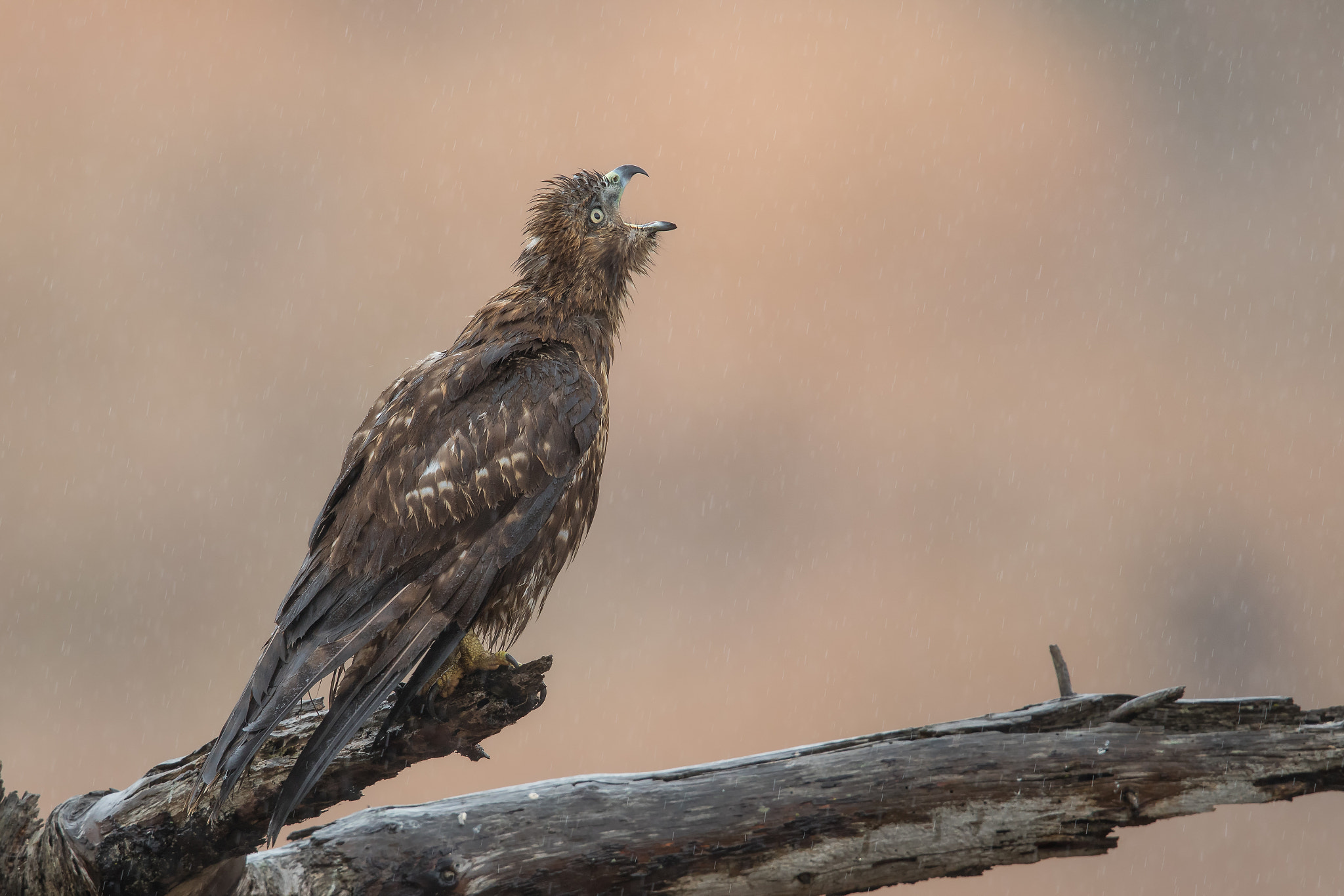 Canon EF 600mm F4L IS II USM sample photo. Enough already!!! photography