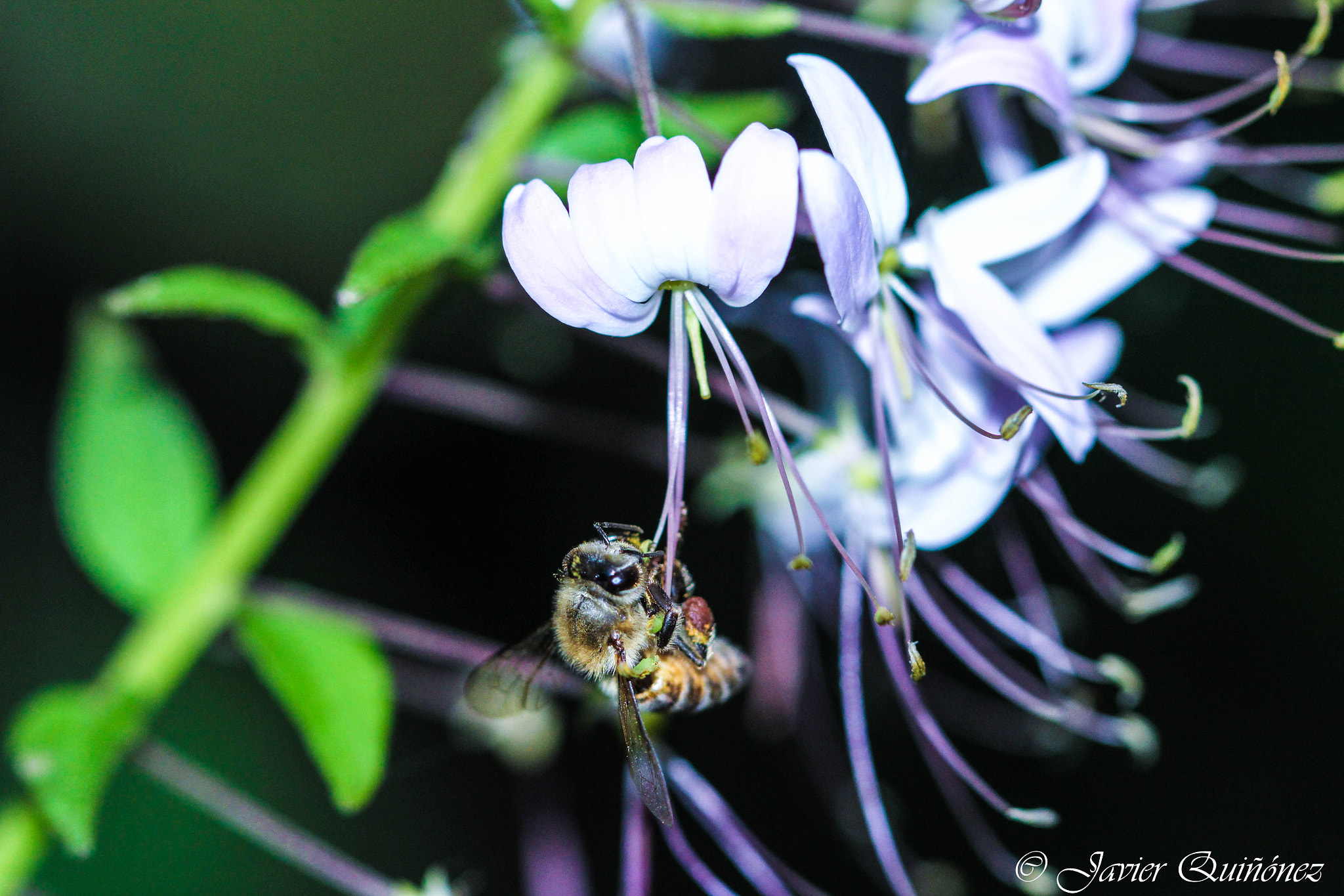Canon EF 100mm F2.8 Macro USM sample photo. Polinizando photography