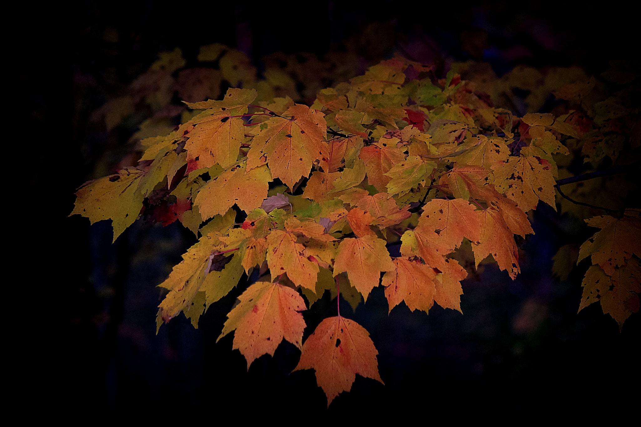 Canon EF-S 55-250mm F4-5.6 IS II sample photo. Automne photography